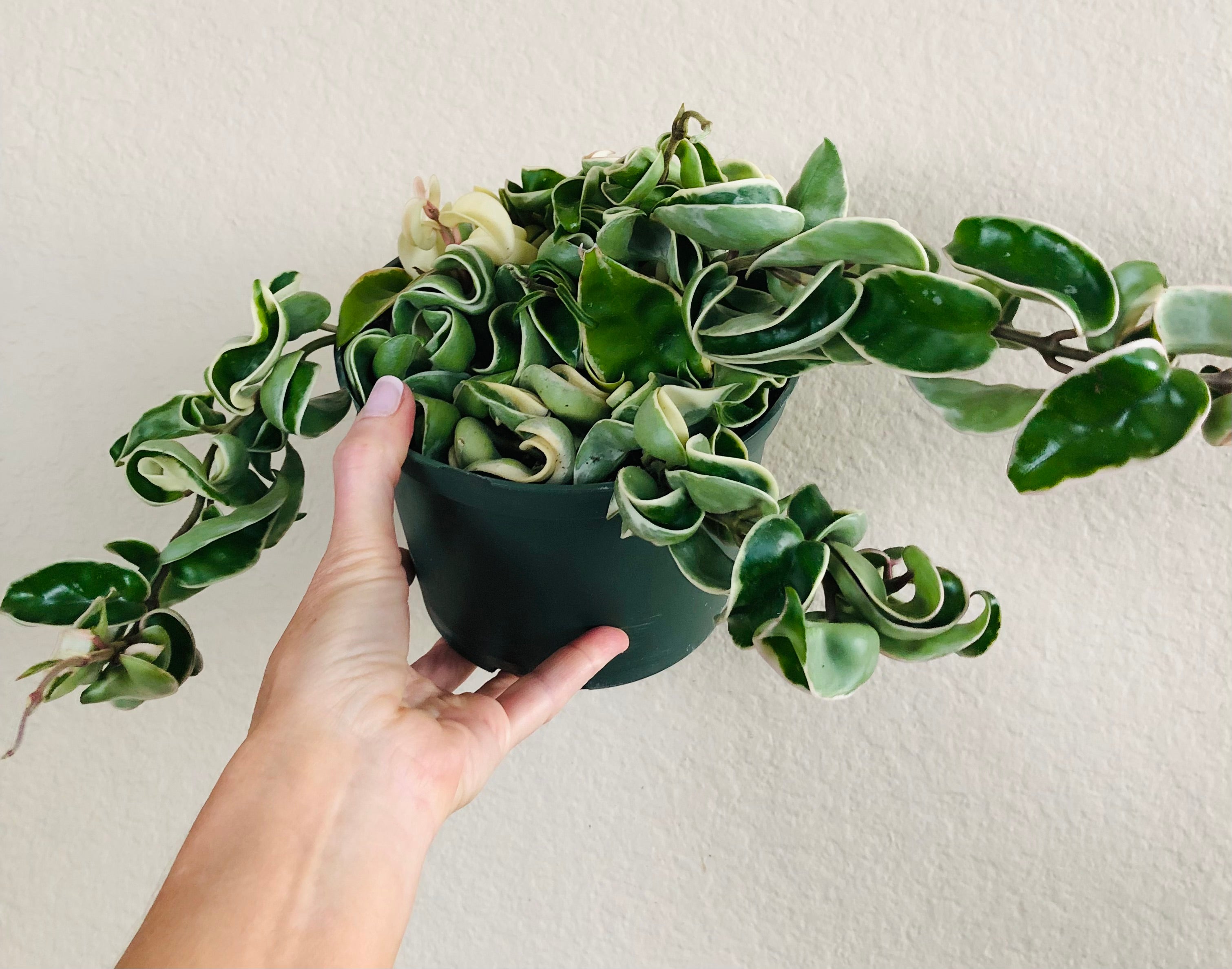 Hoya Compacta Hindu Rope Variegated