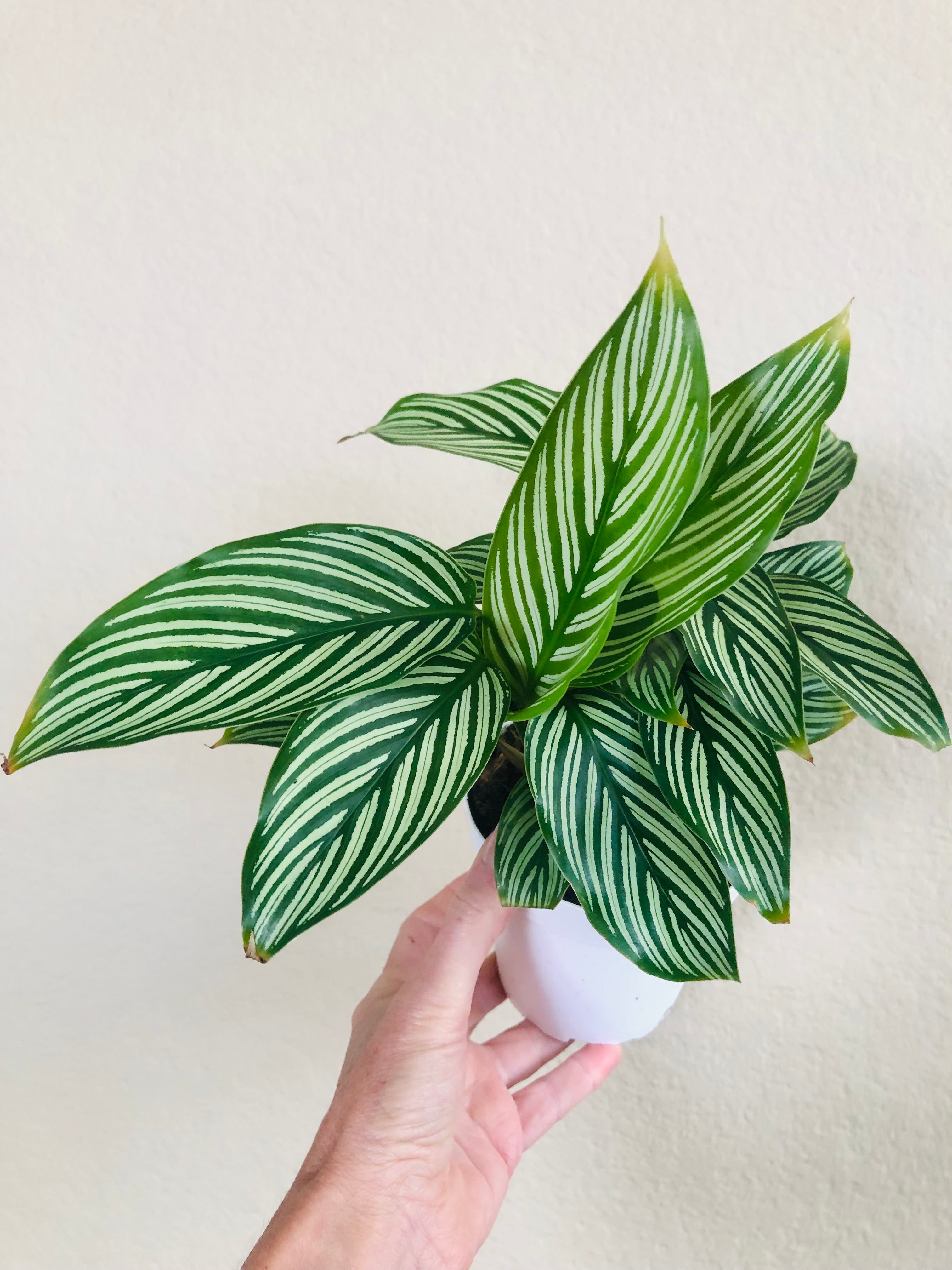 Calathea 'Vittata'