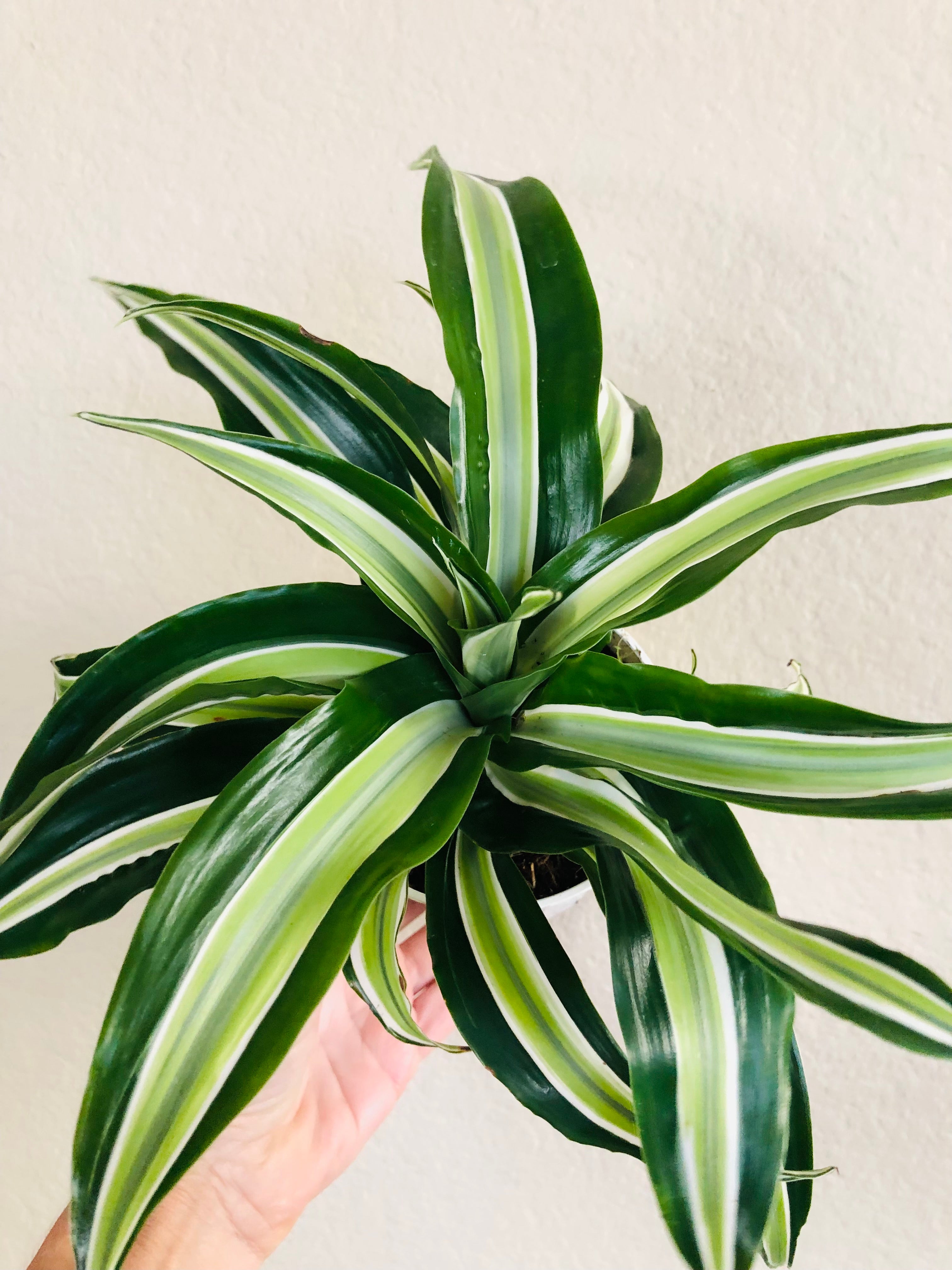 Dracaena 'Malaika'