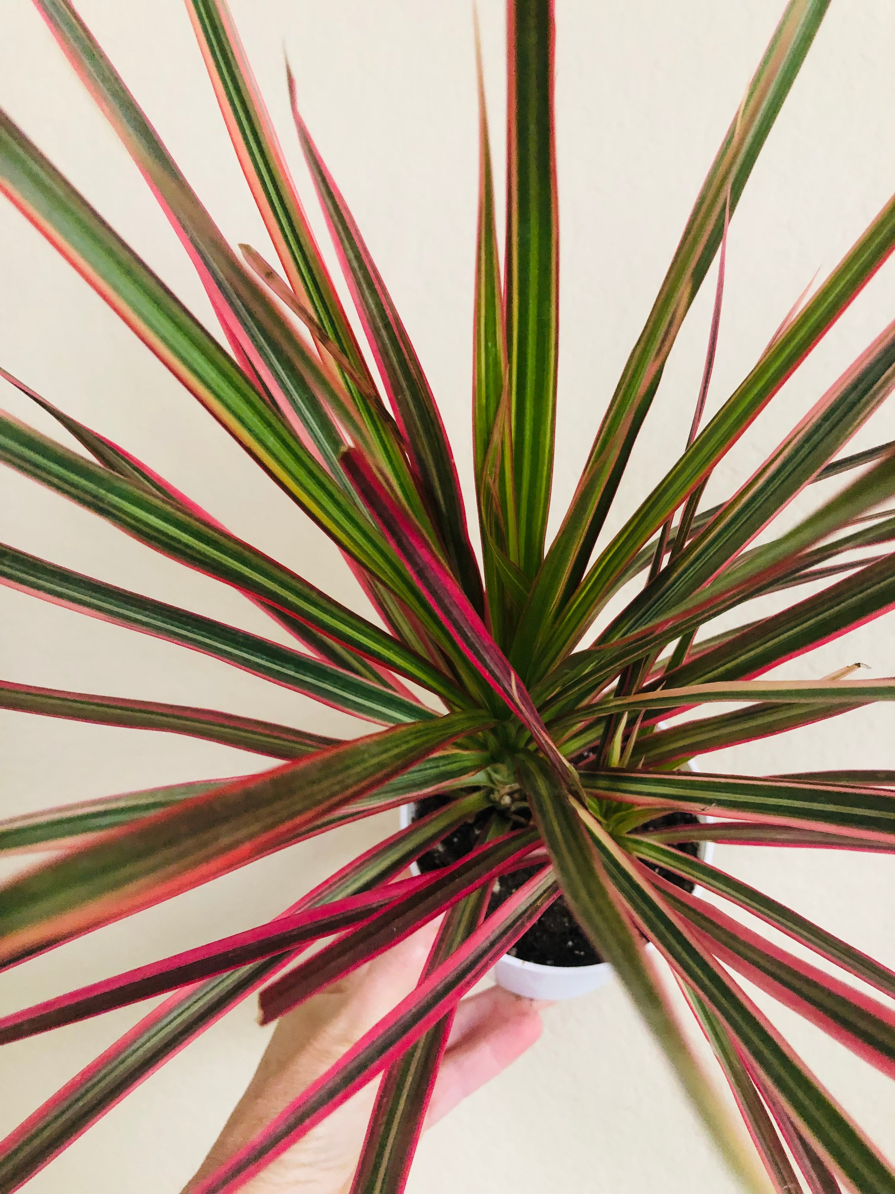 Dracaena Colorama