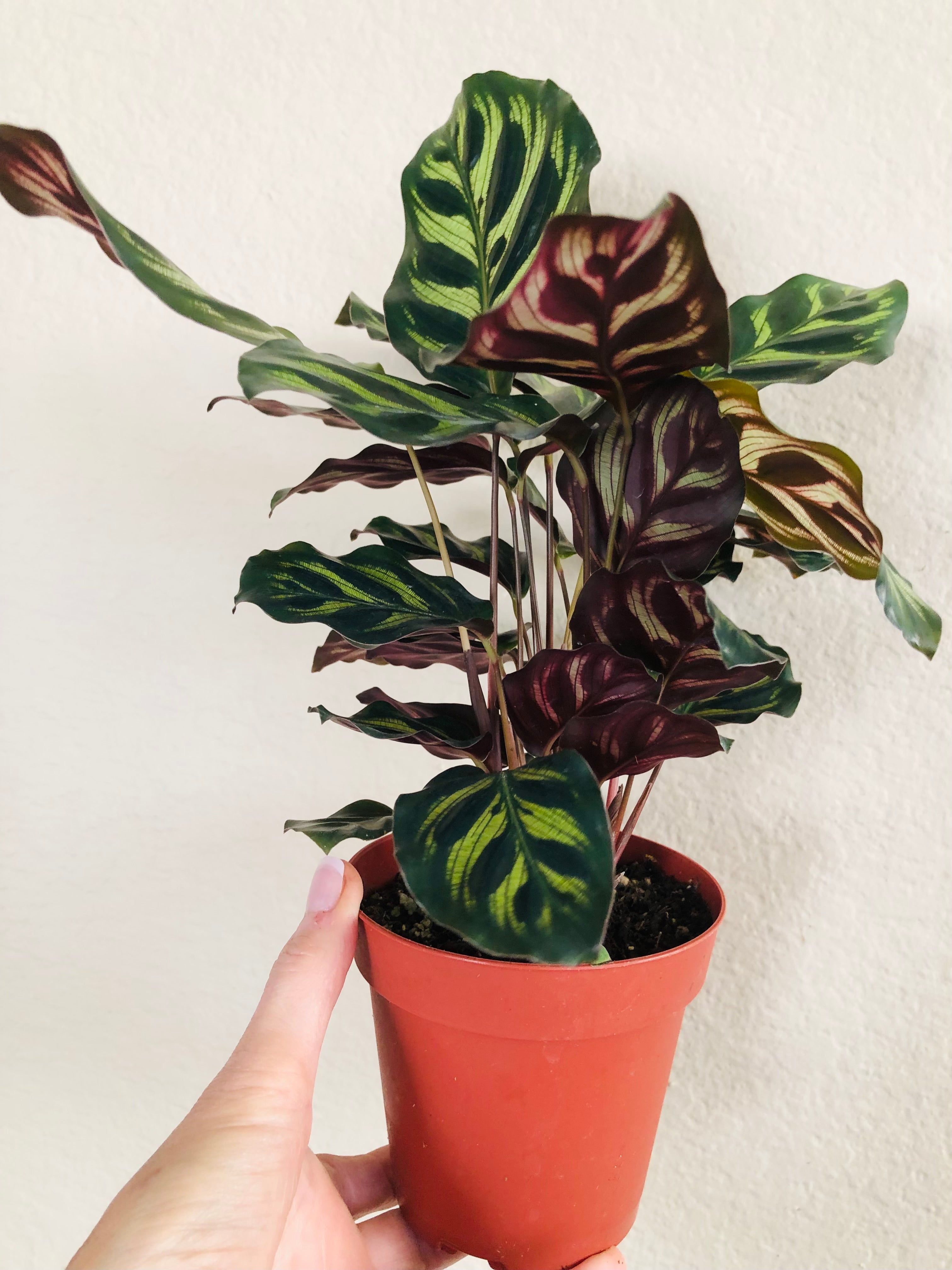 Calathea Makoyana 'Peacock'