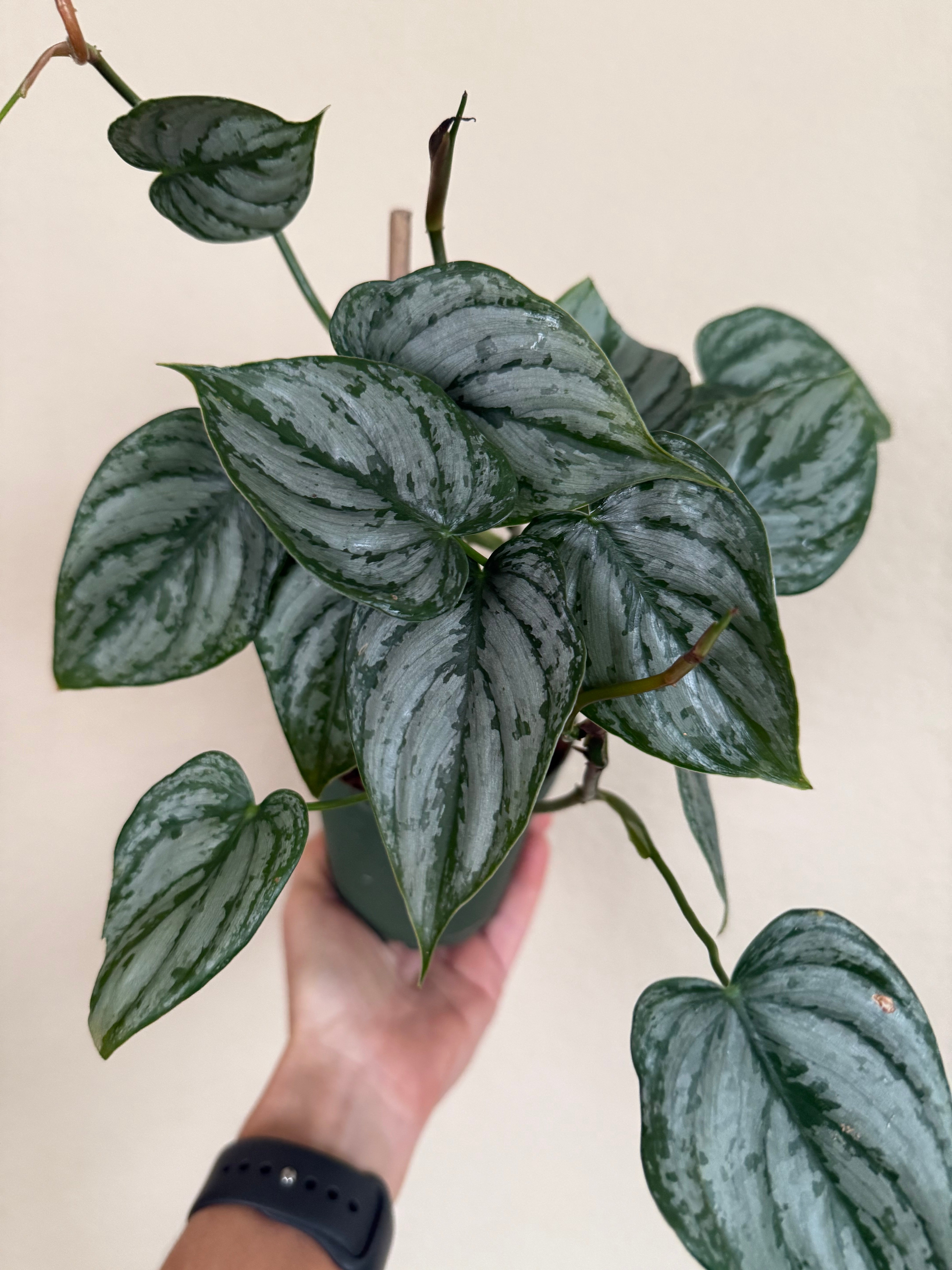 Philodendron Brandtianum