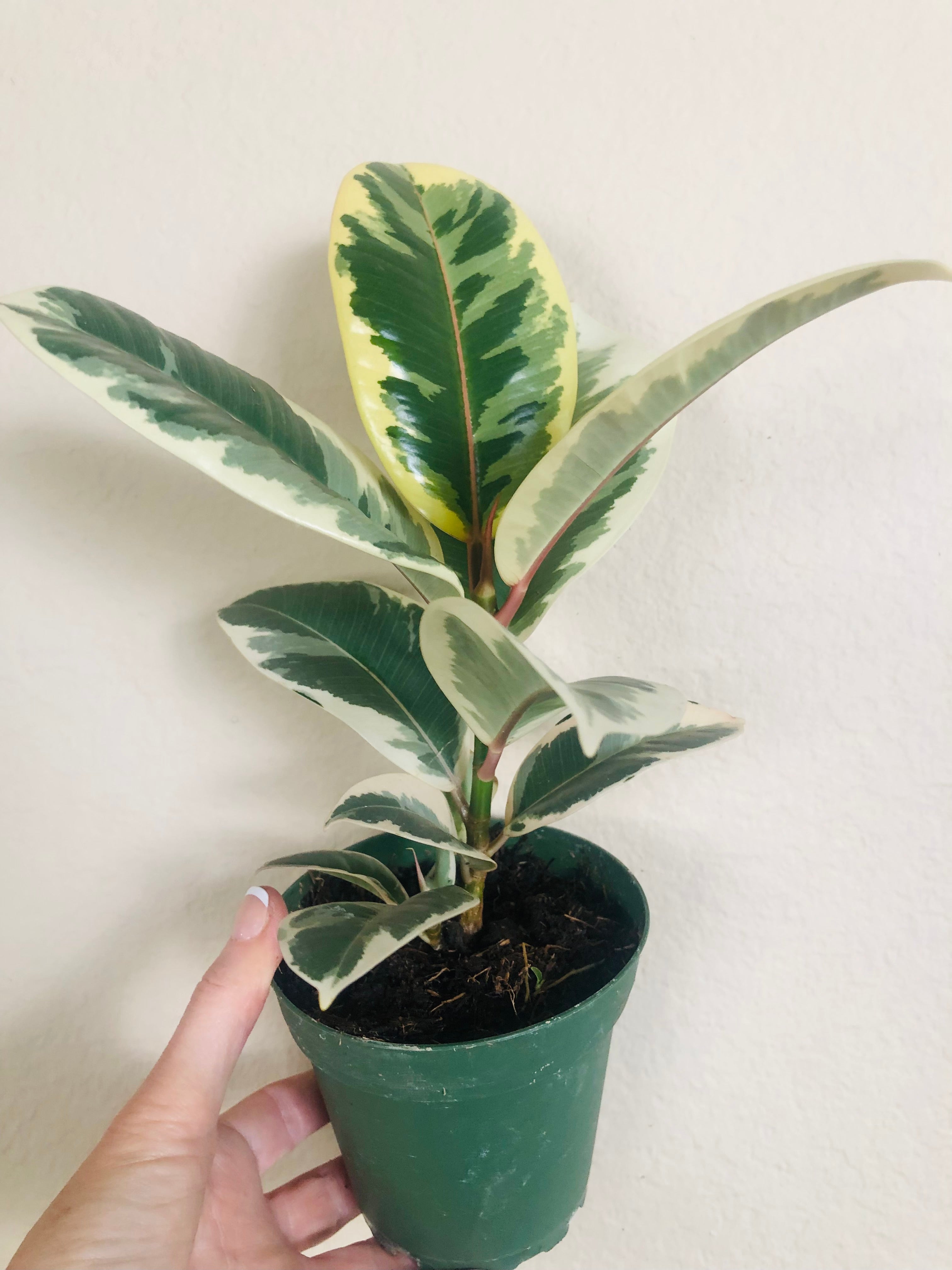 Ficus Elastica 'Tineke'