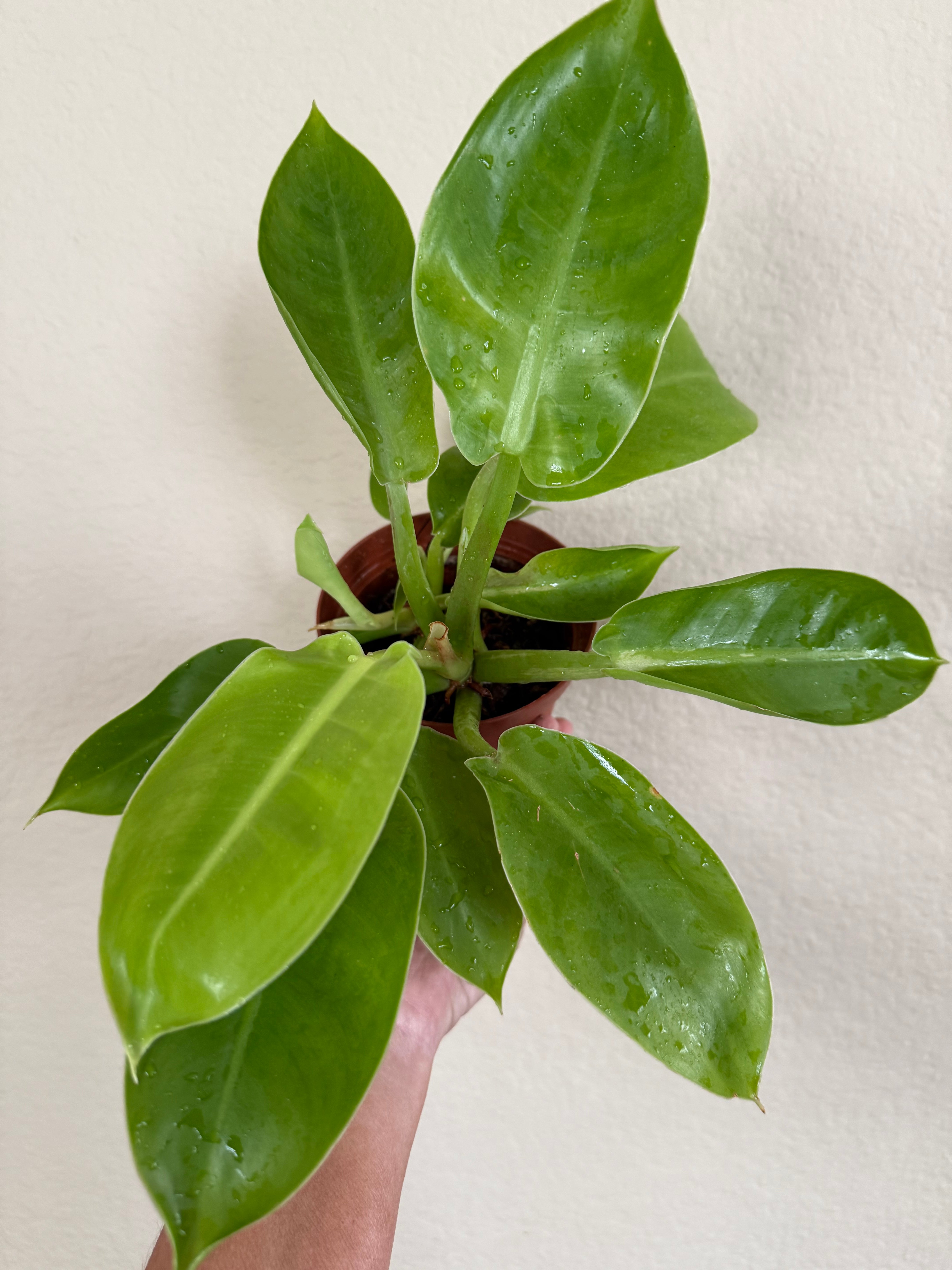 Philodendron 'Moonlight'