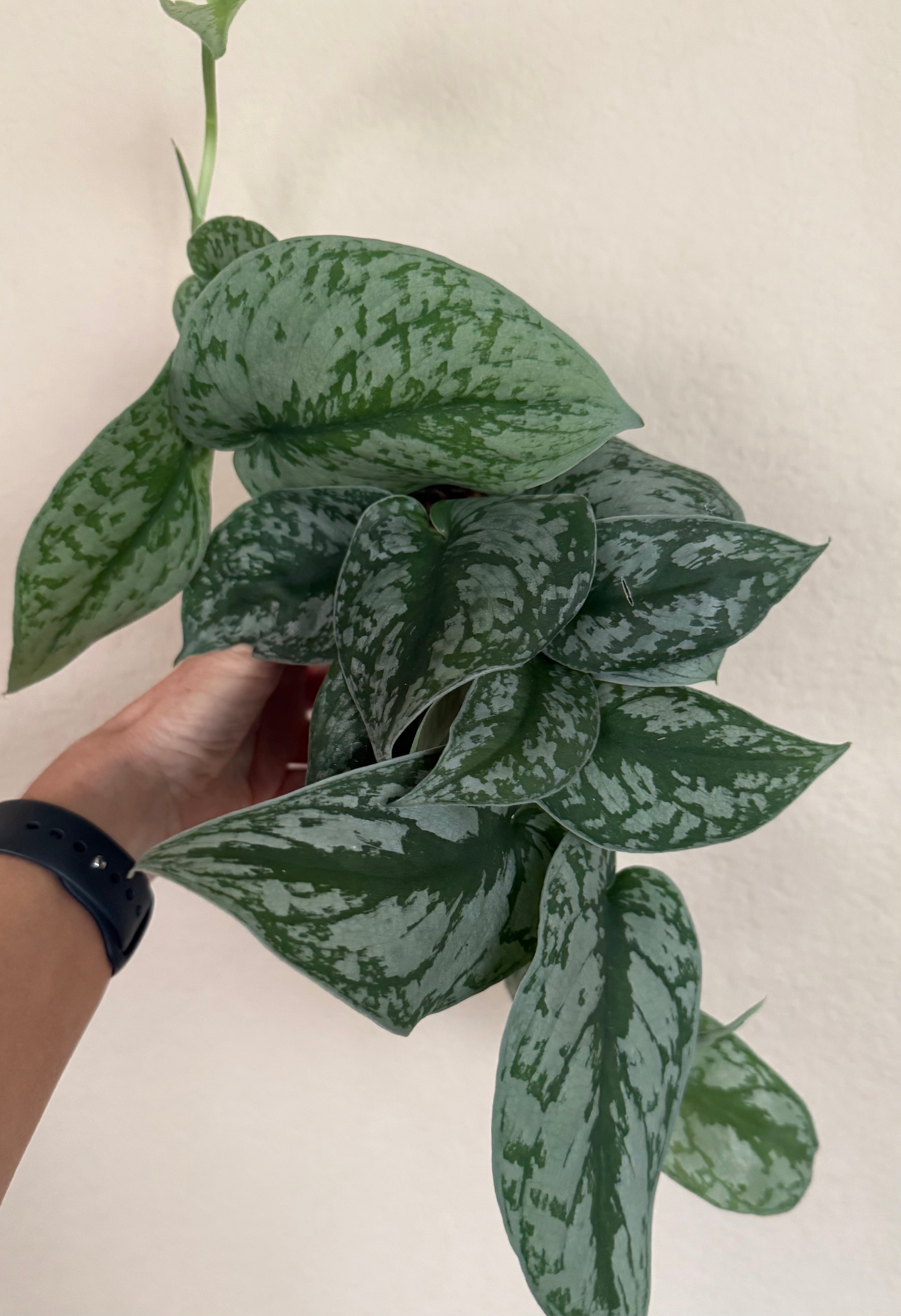 Scindapsus Pictus 'Exotica'