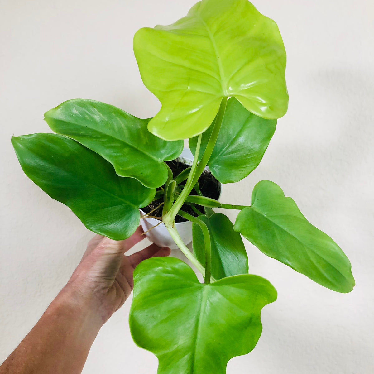 philodendron golden violin Philodendron 'Golden Violin'