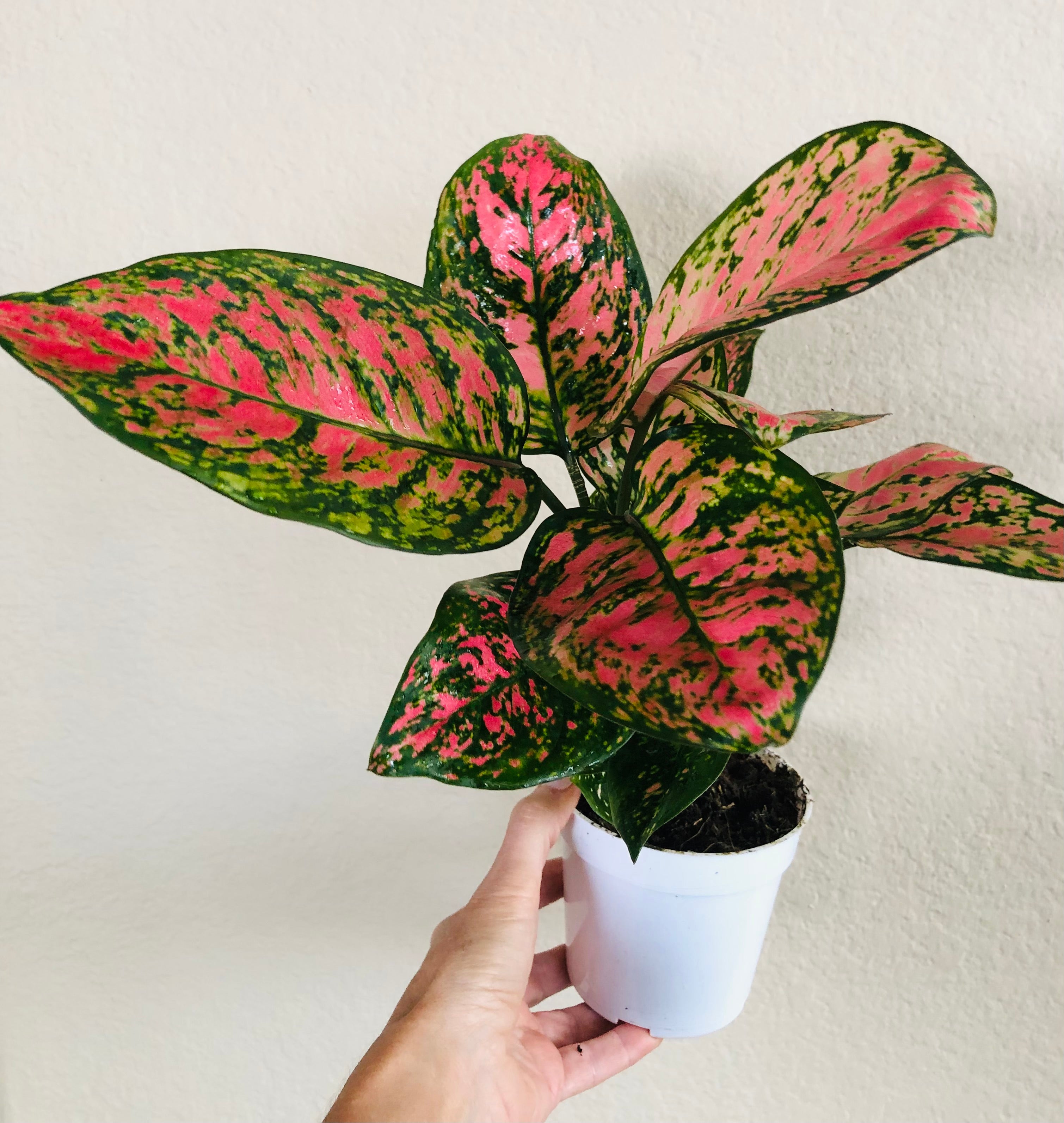 Aglaonema 'Lady Valentine'