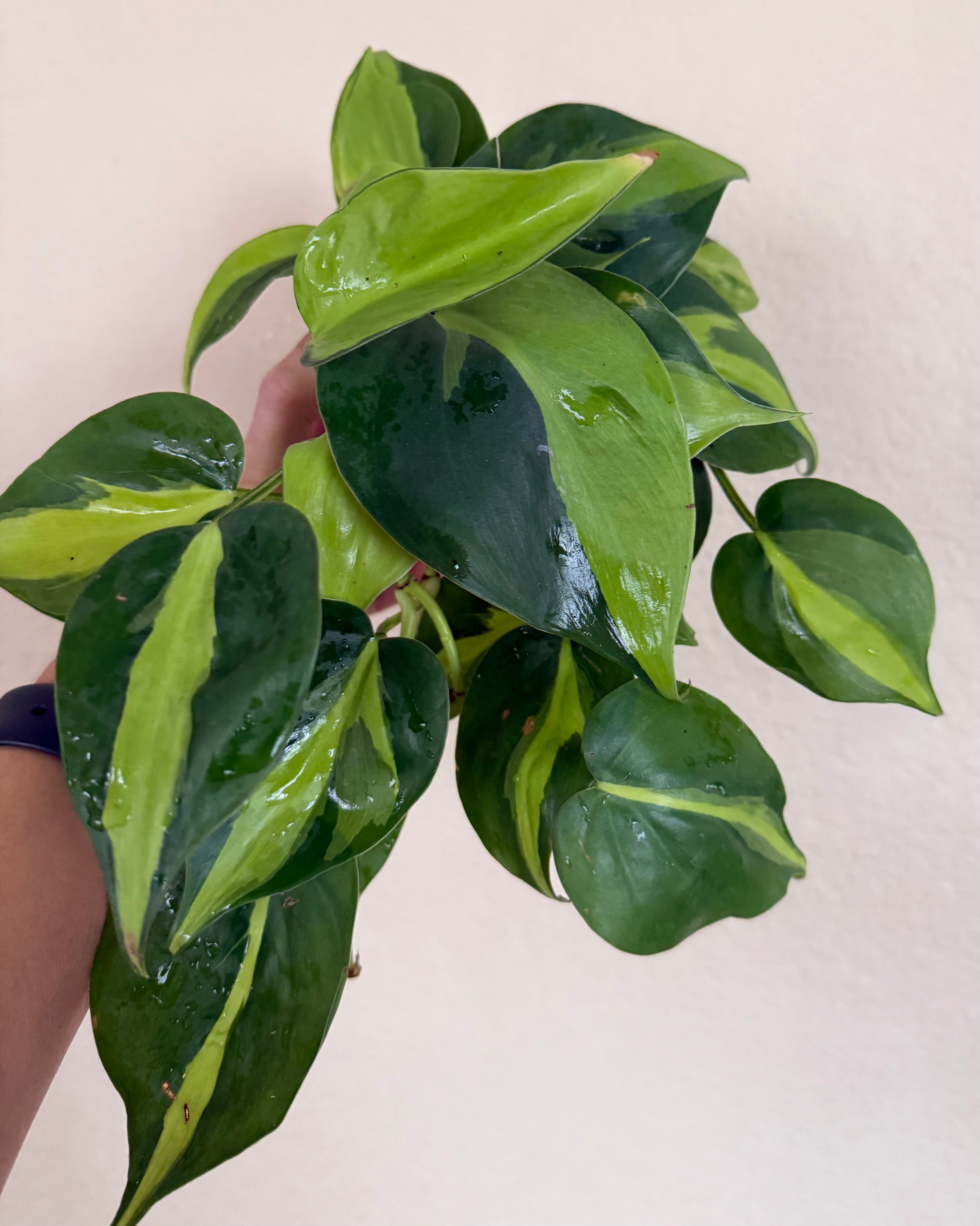 Philodendron 'Brasil'