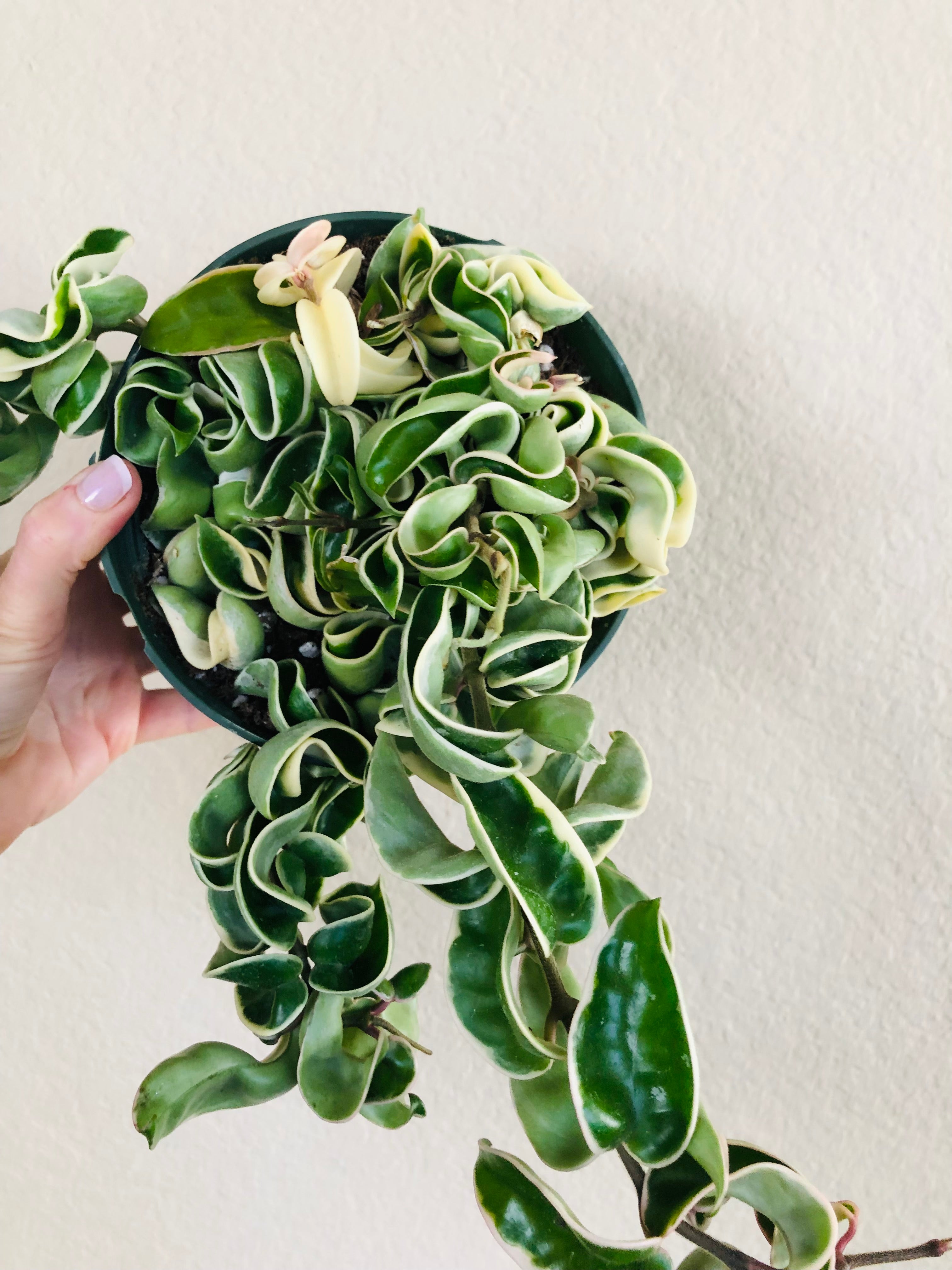 Hoya Compacta Hindu Rope Variegated