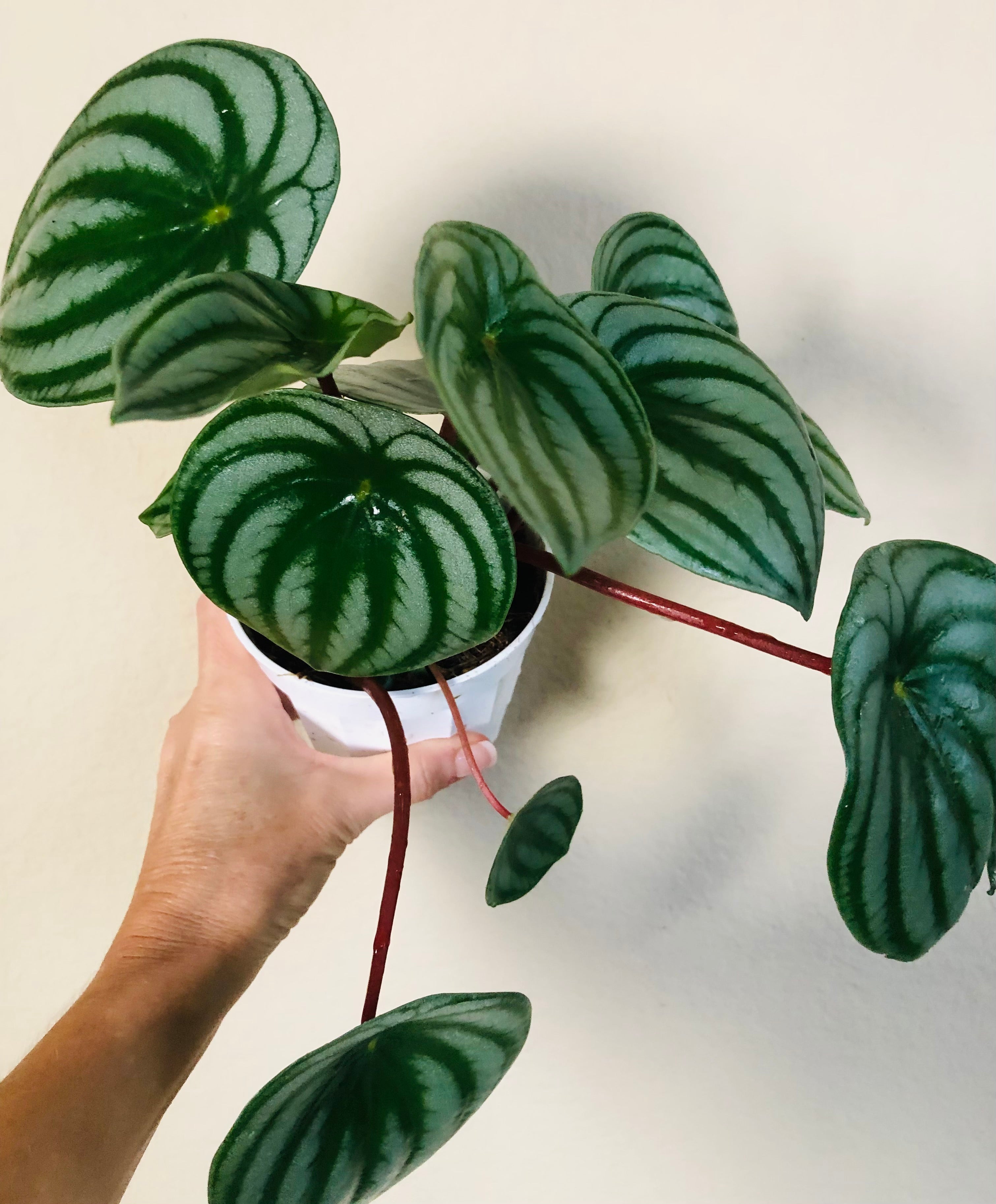 Peperomia 'Watermelon'