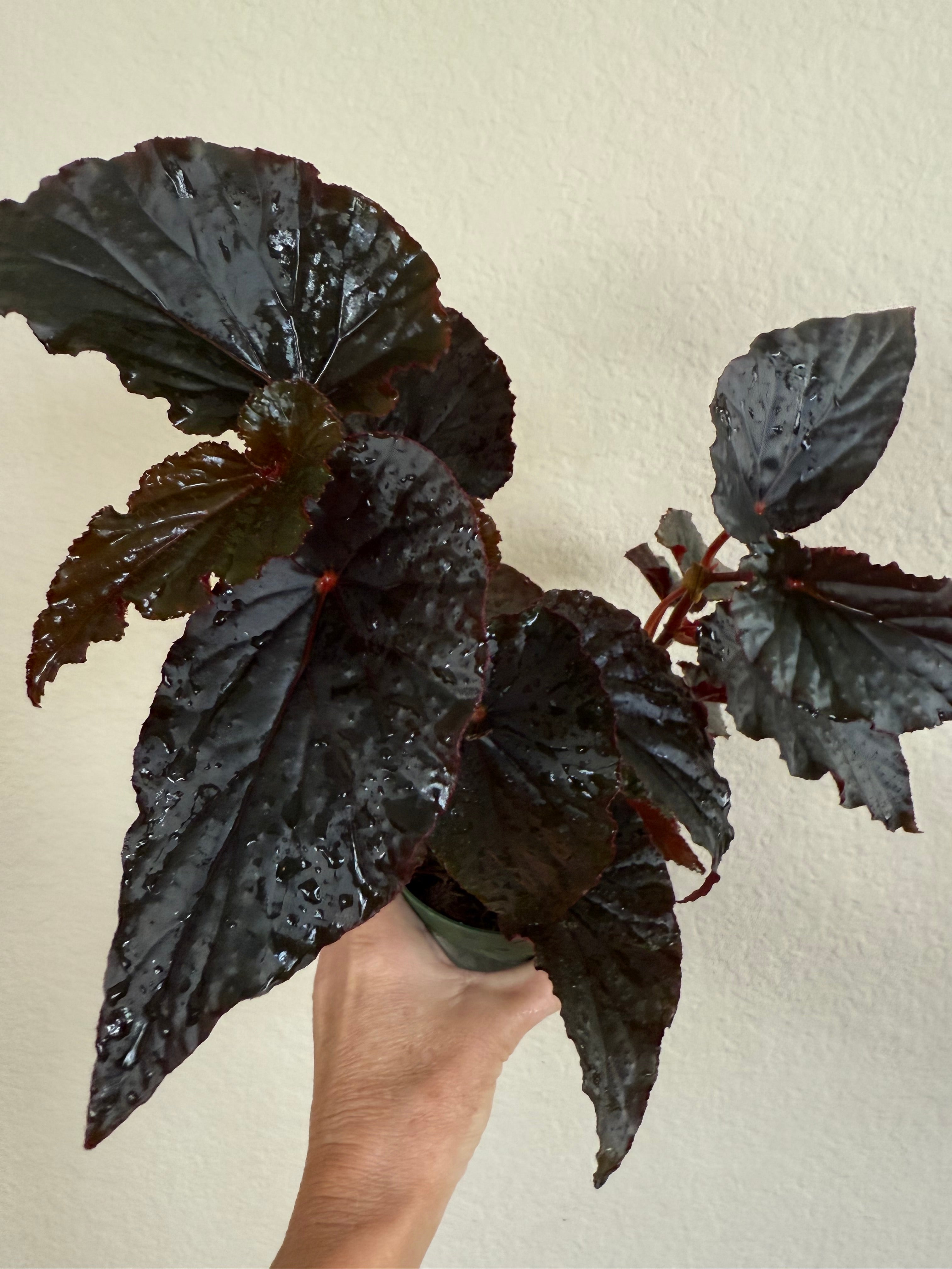 Begonia 'Black Magic'