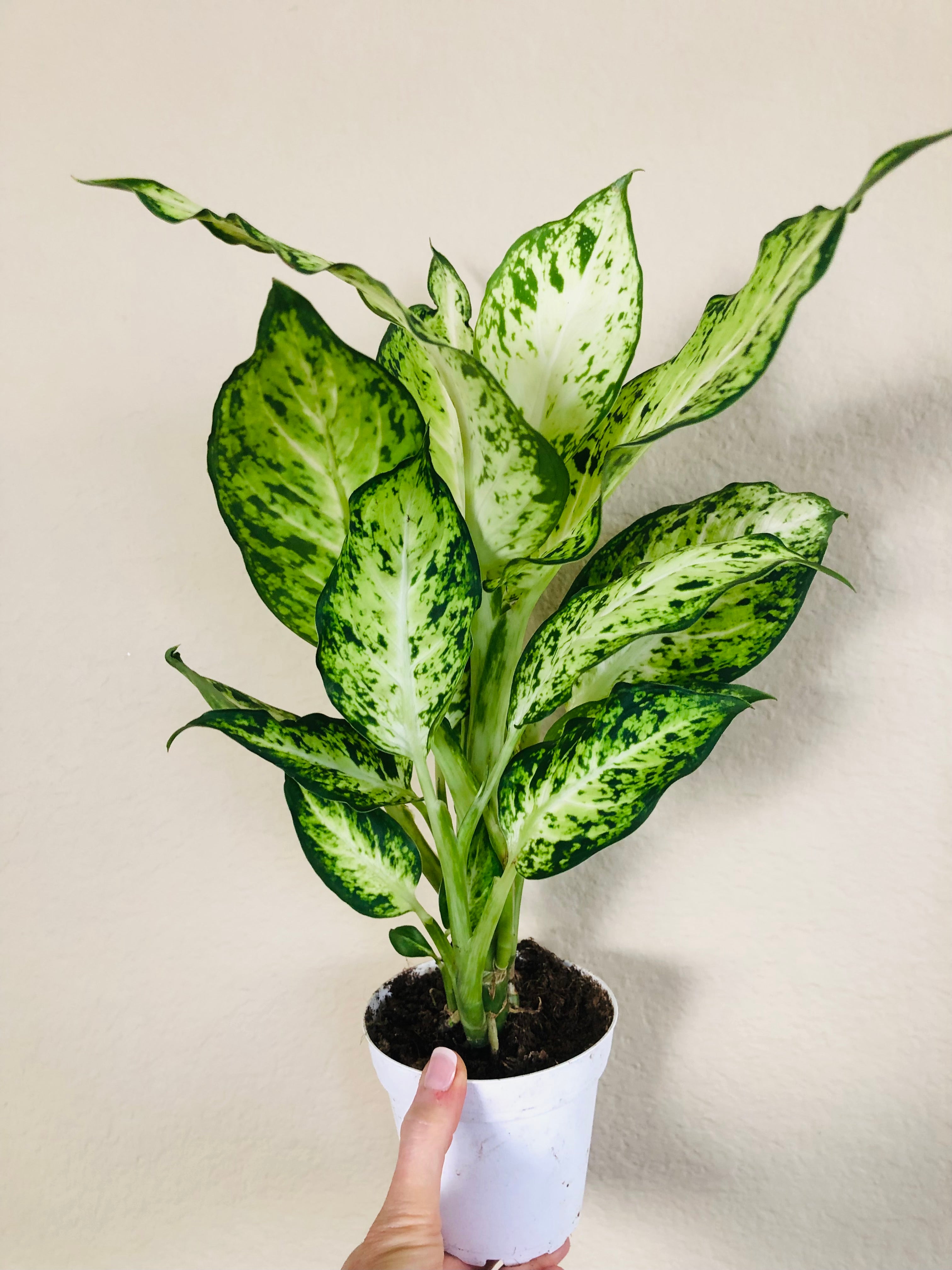 Dieffenbachia 'Amy'