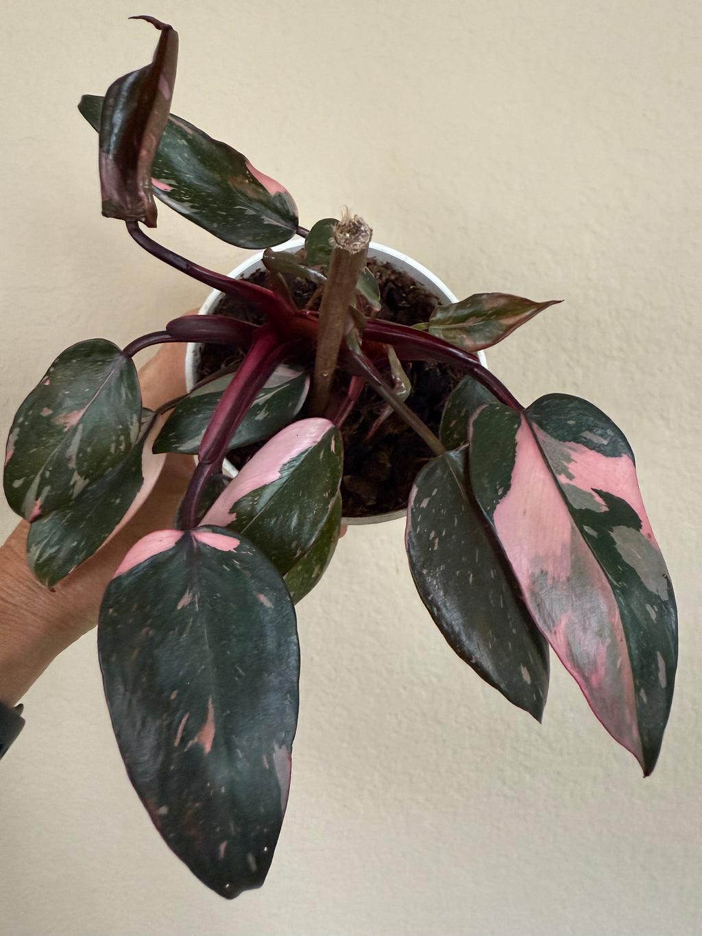 Philodendron 'Pink Princess'