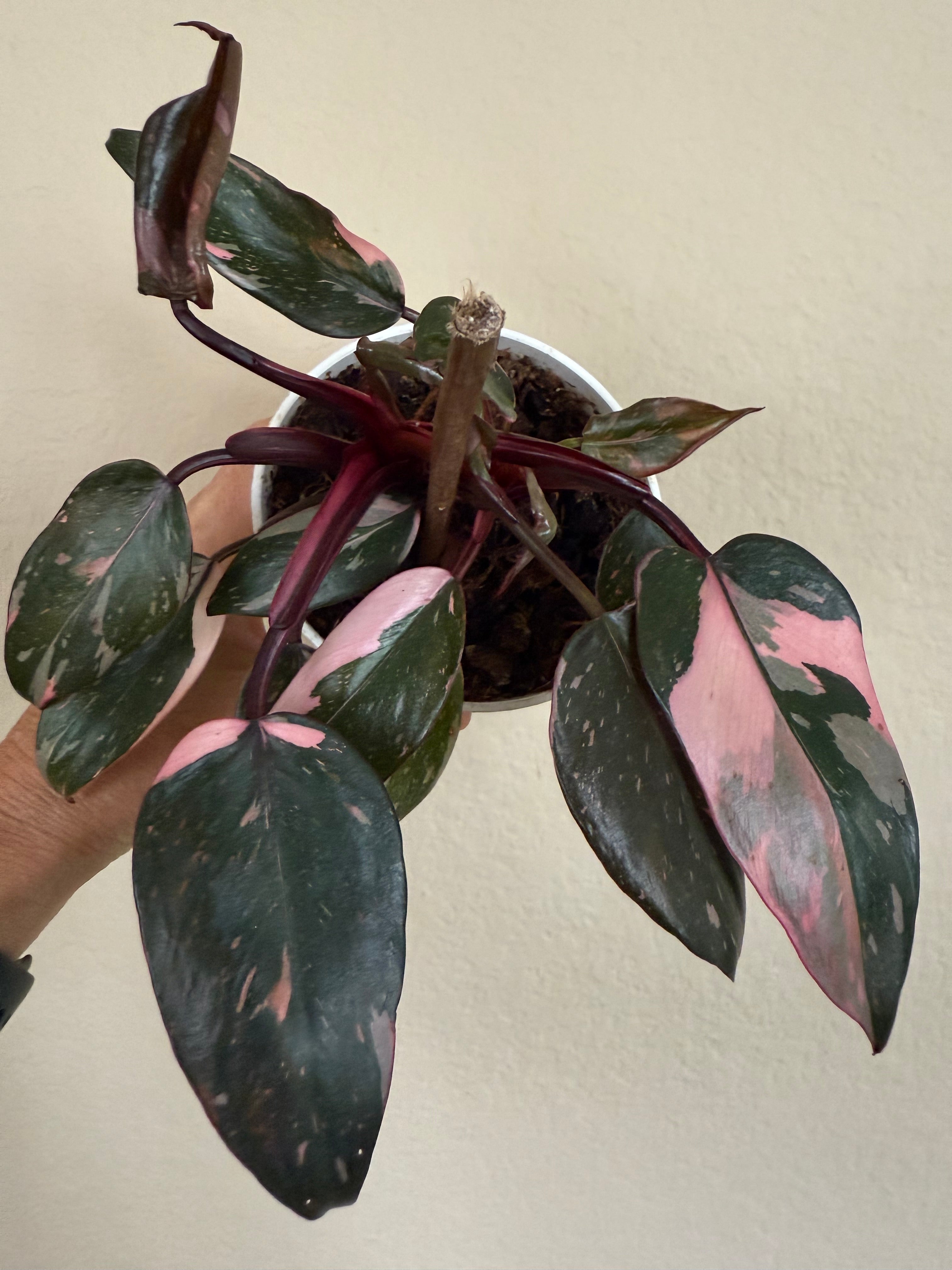 Philodendron 'Pink Princess'