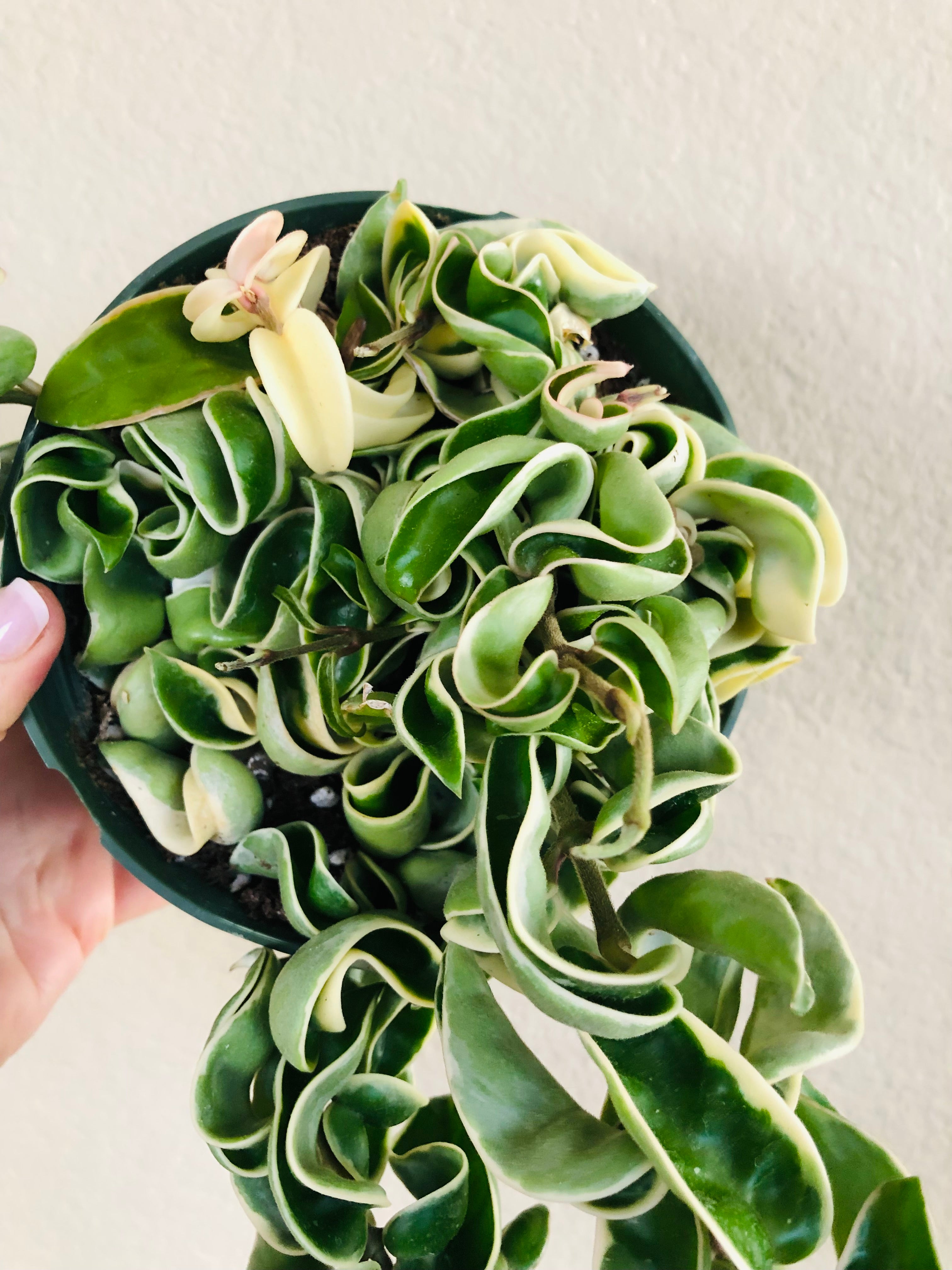 Hoya Compacta Hindu Rope Variegated