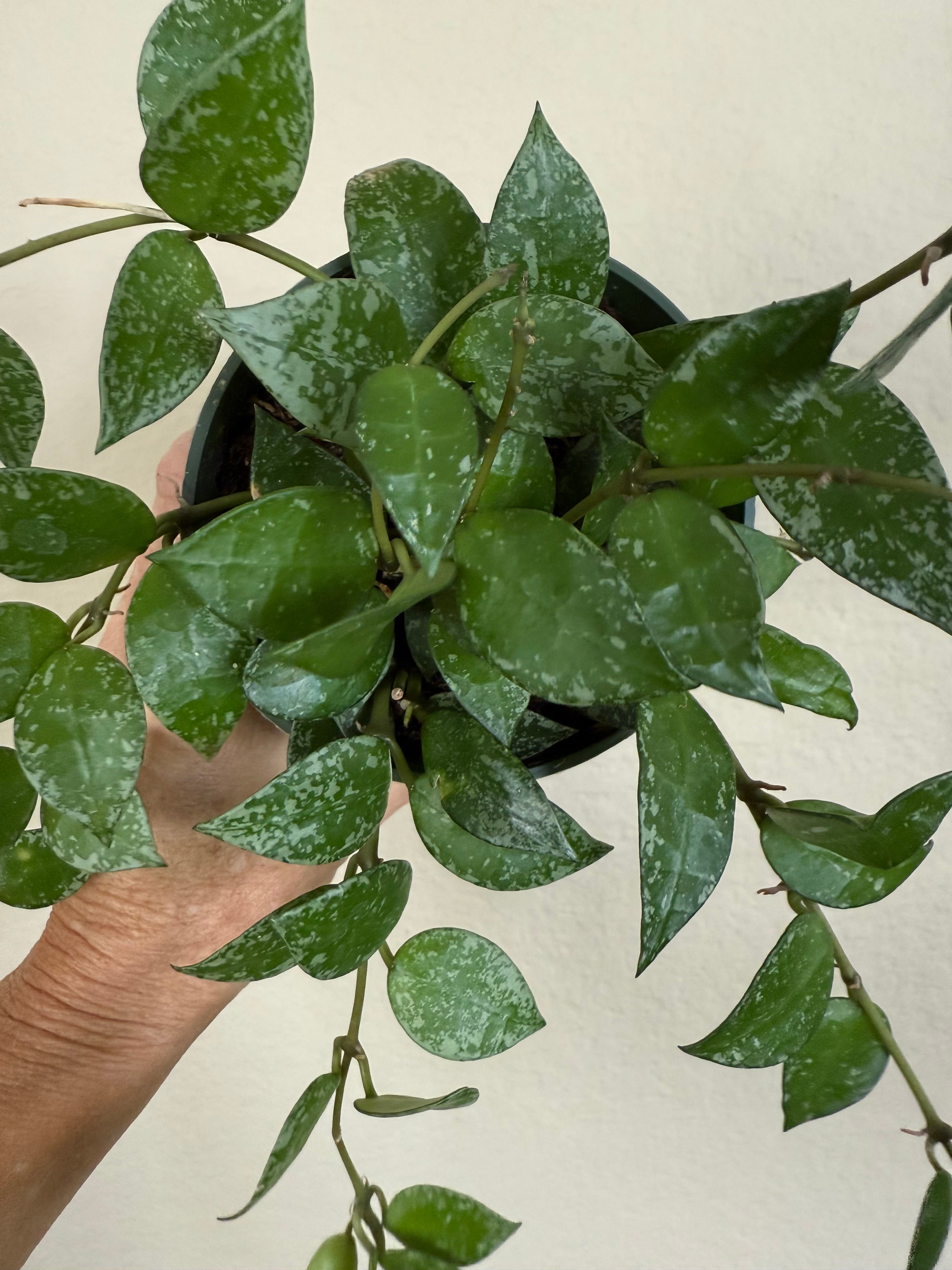Hoya Eskimo