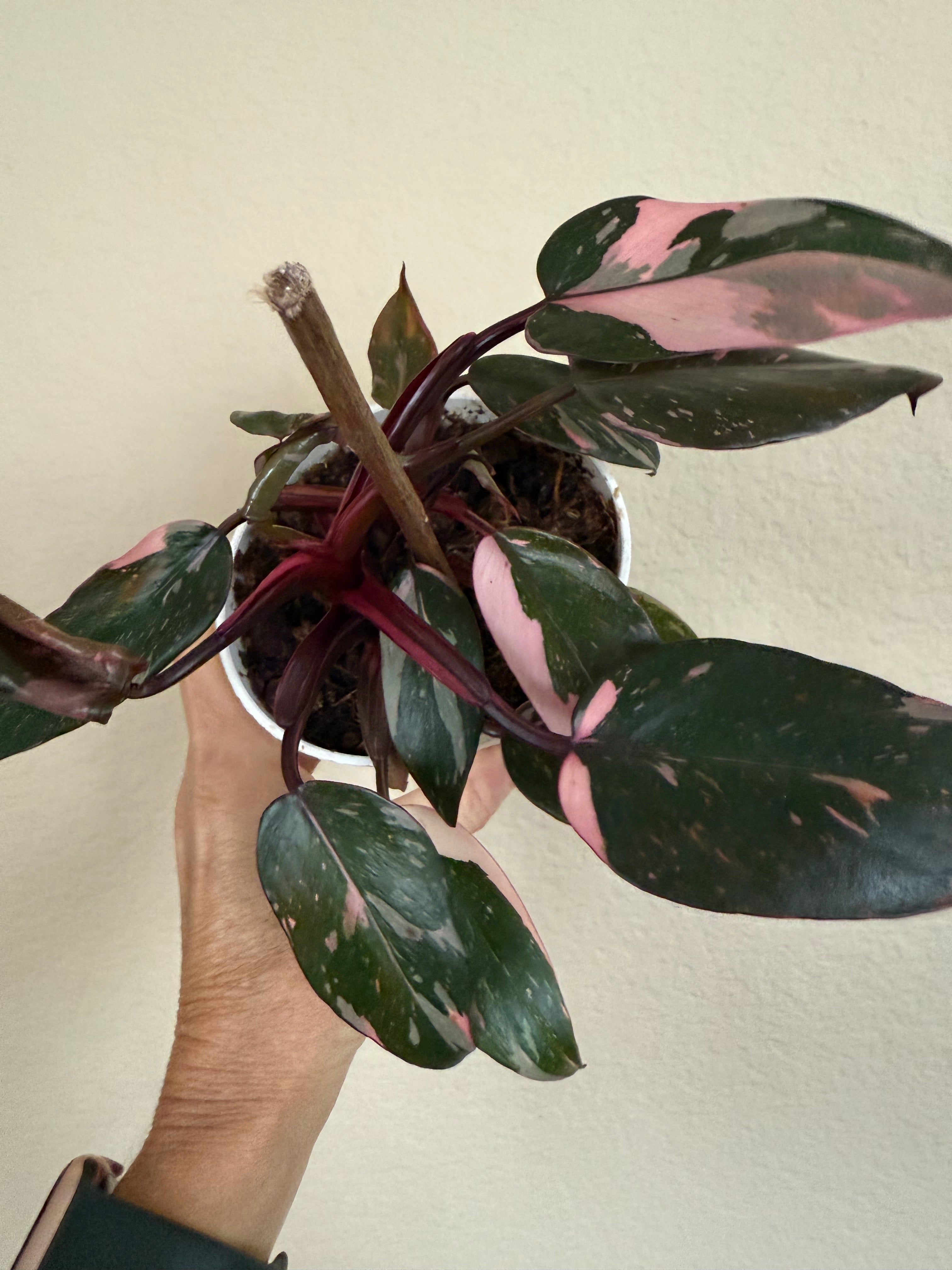 Philodendron 'Pink Princess'