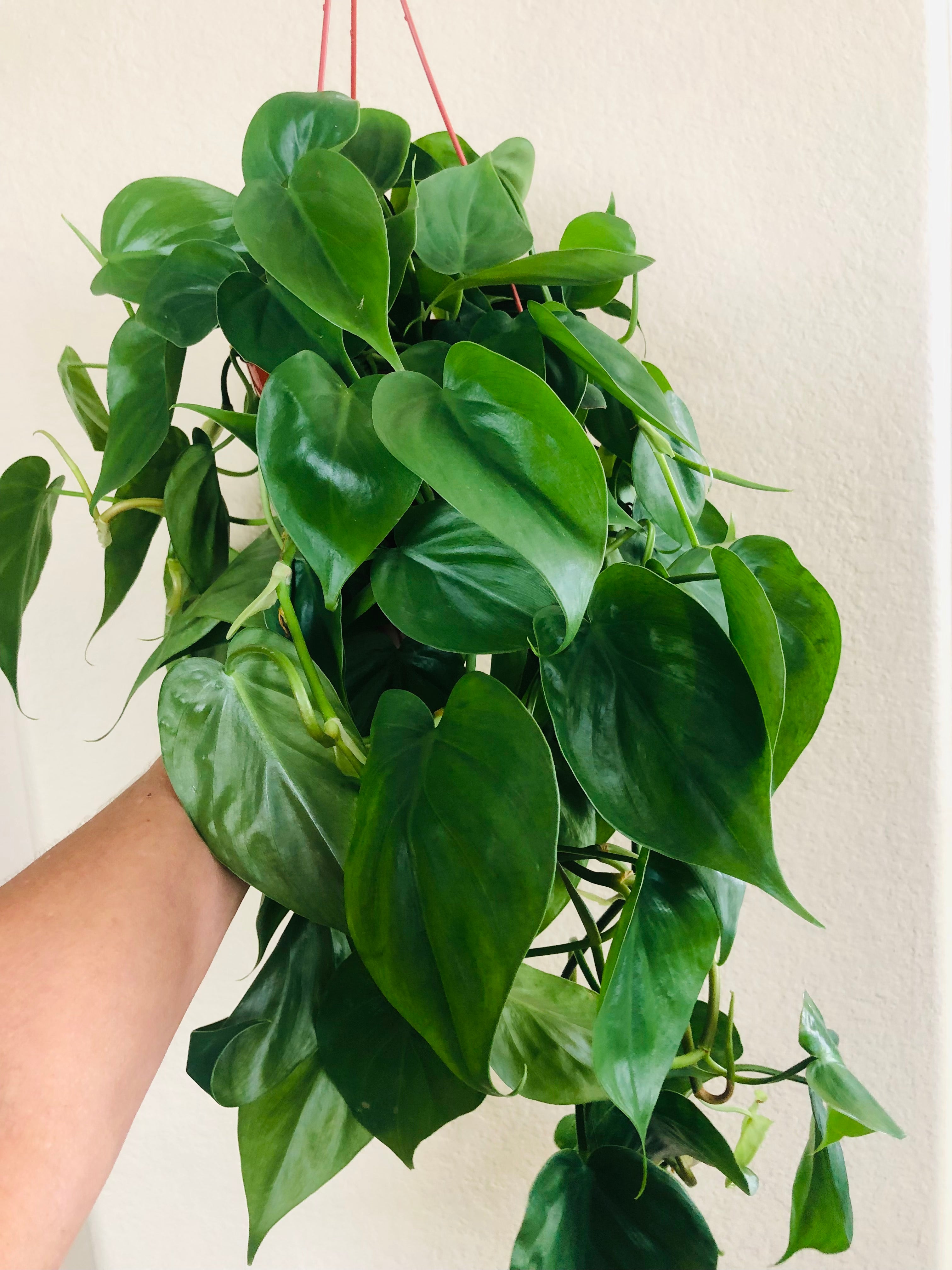 Philodendron Cordatum 'Heartleaf'