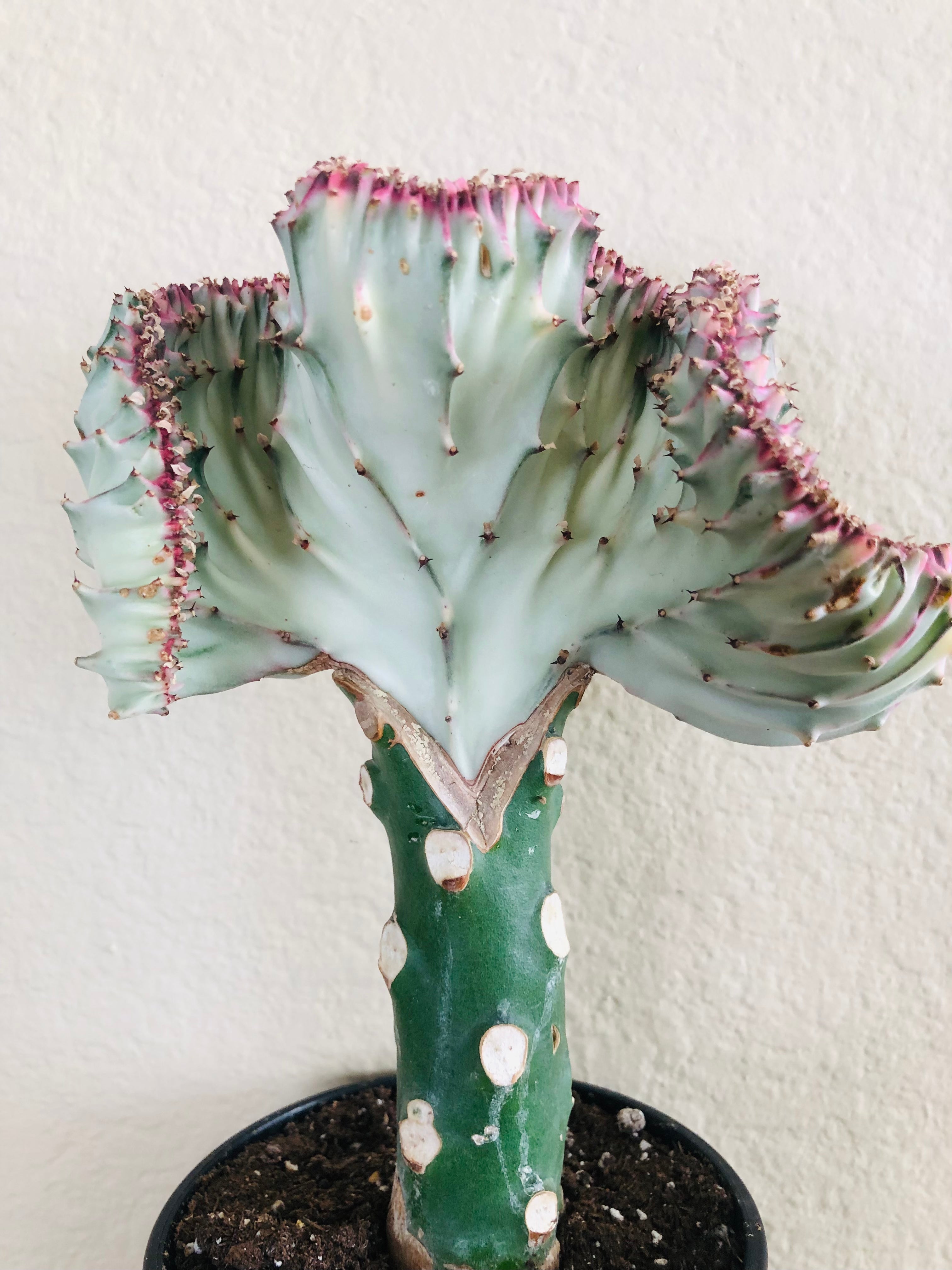 Euphorbia lactea Cristata 'Coral Cactus'