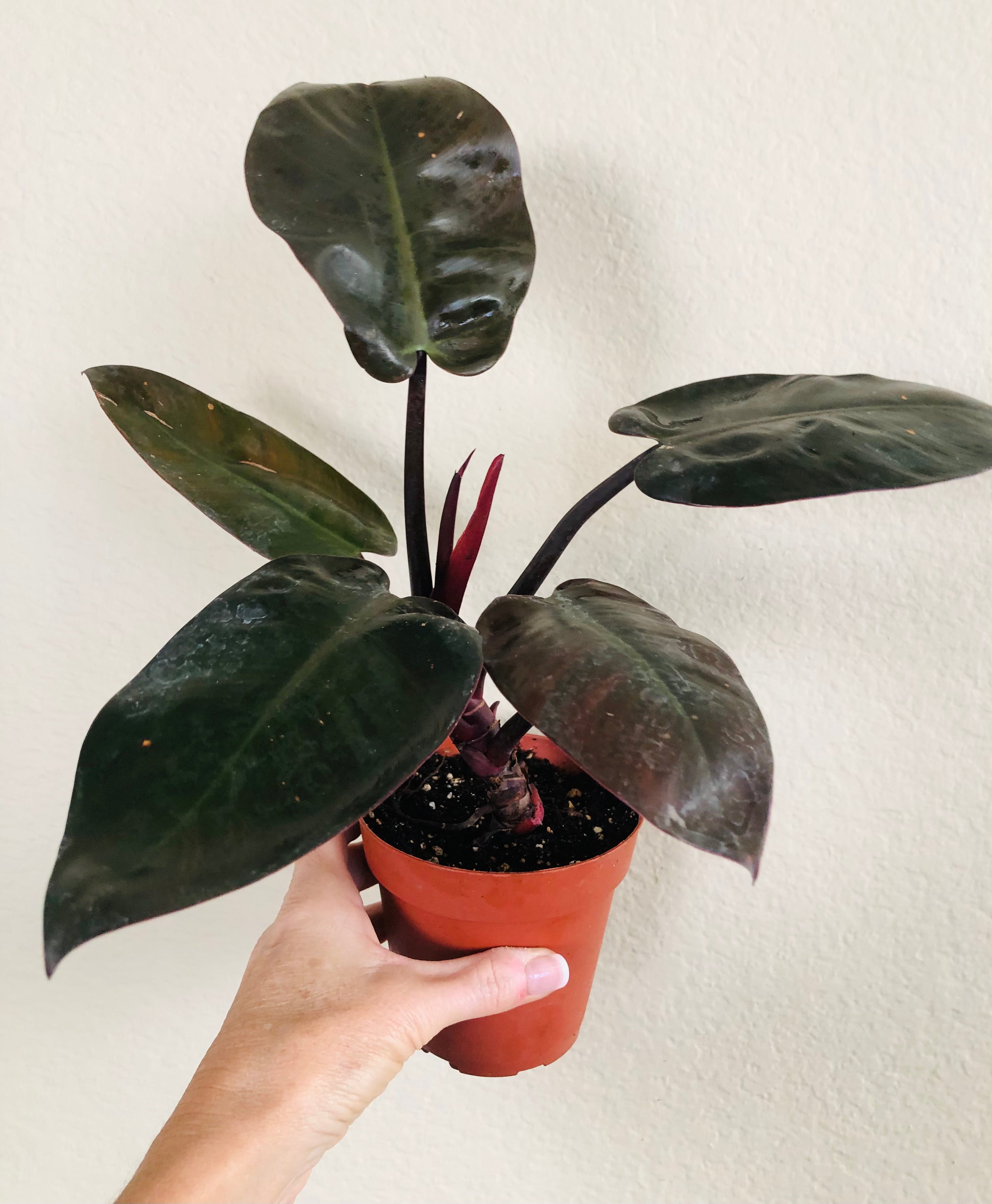 Philodendron 'Black Cardinal'