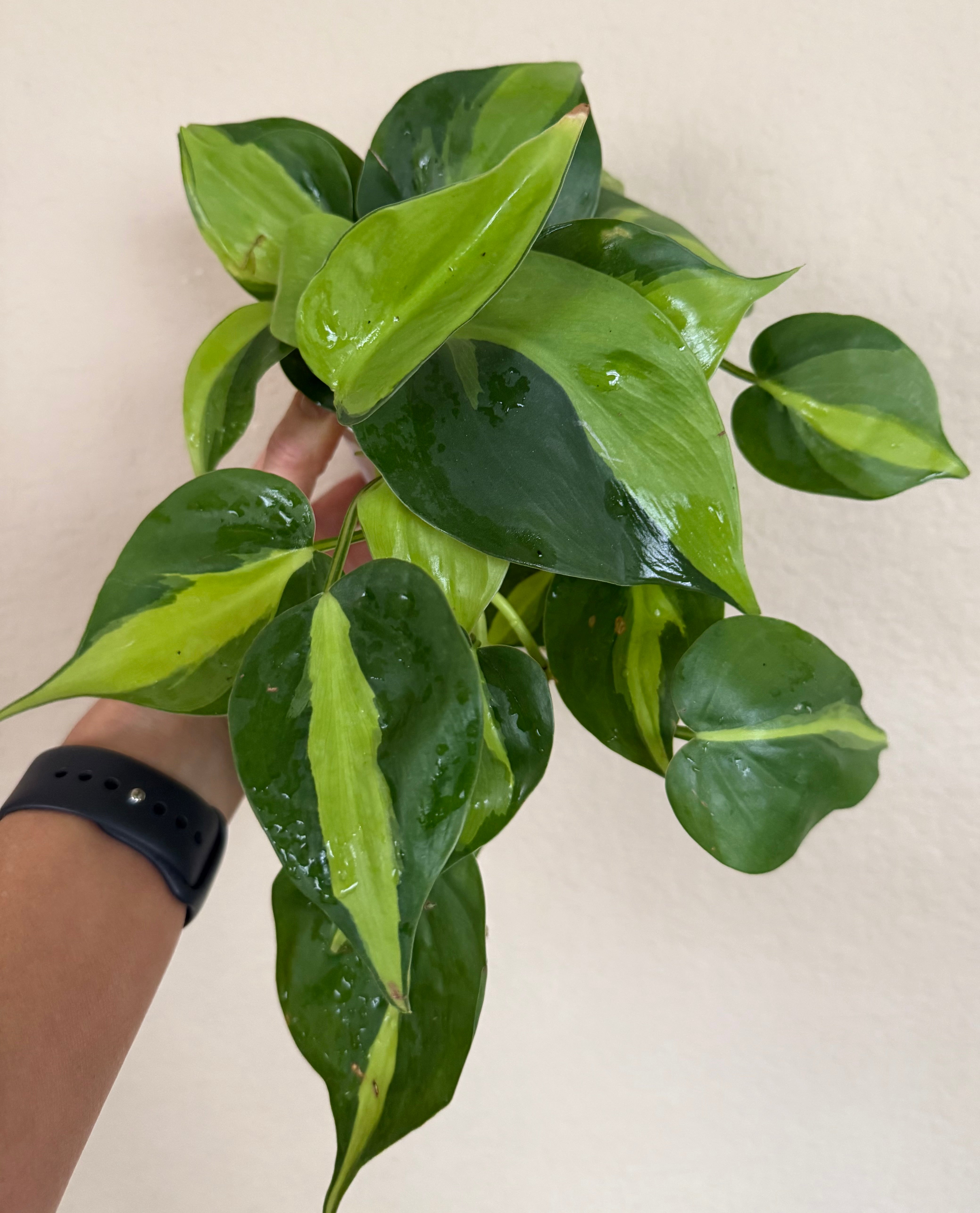 Philodendron 'Brasil'