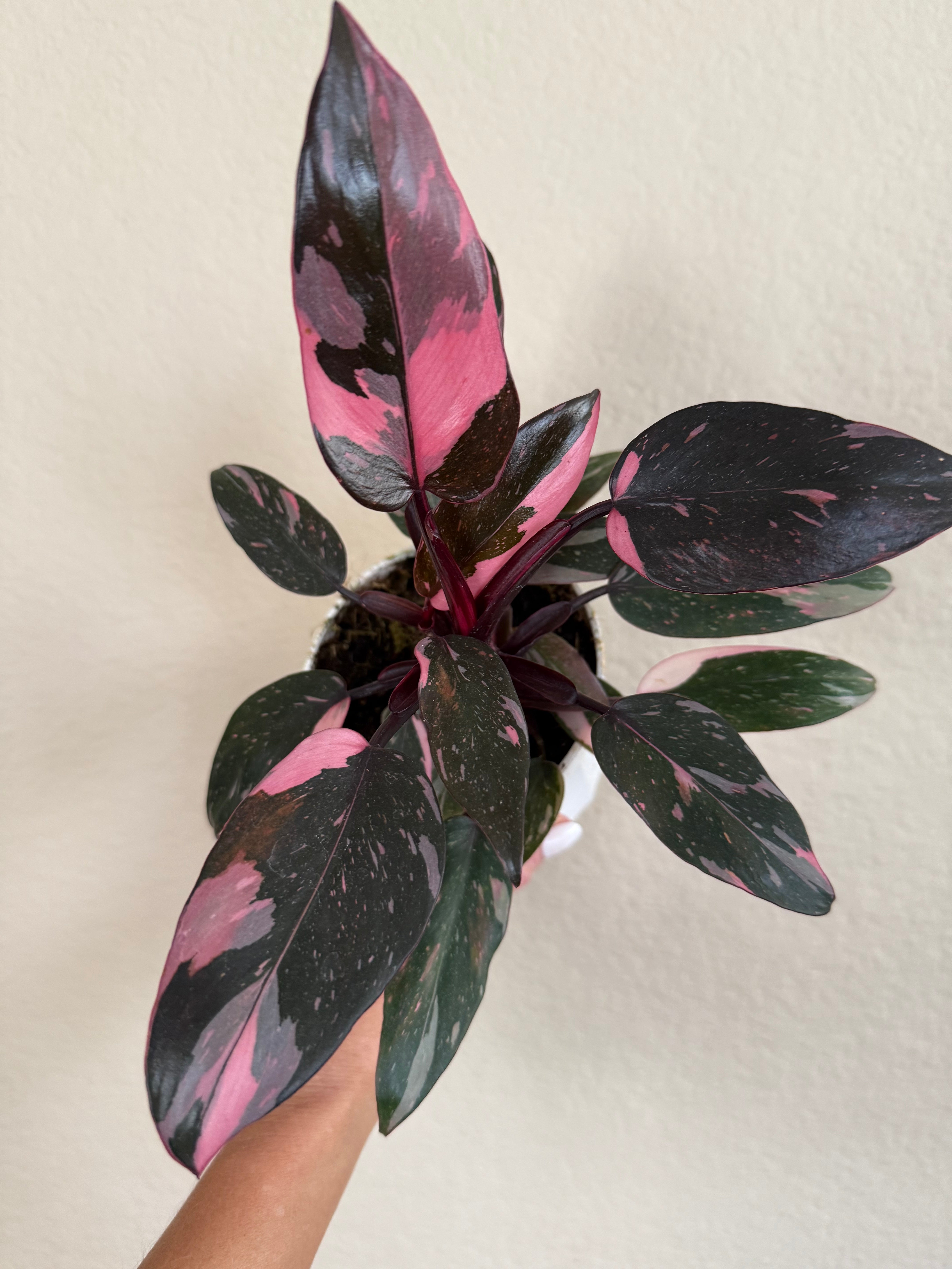 Philodendron 'Pink Princess'