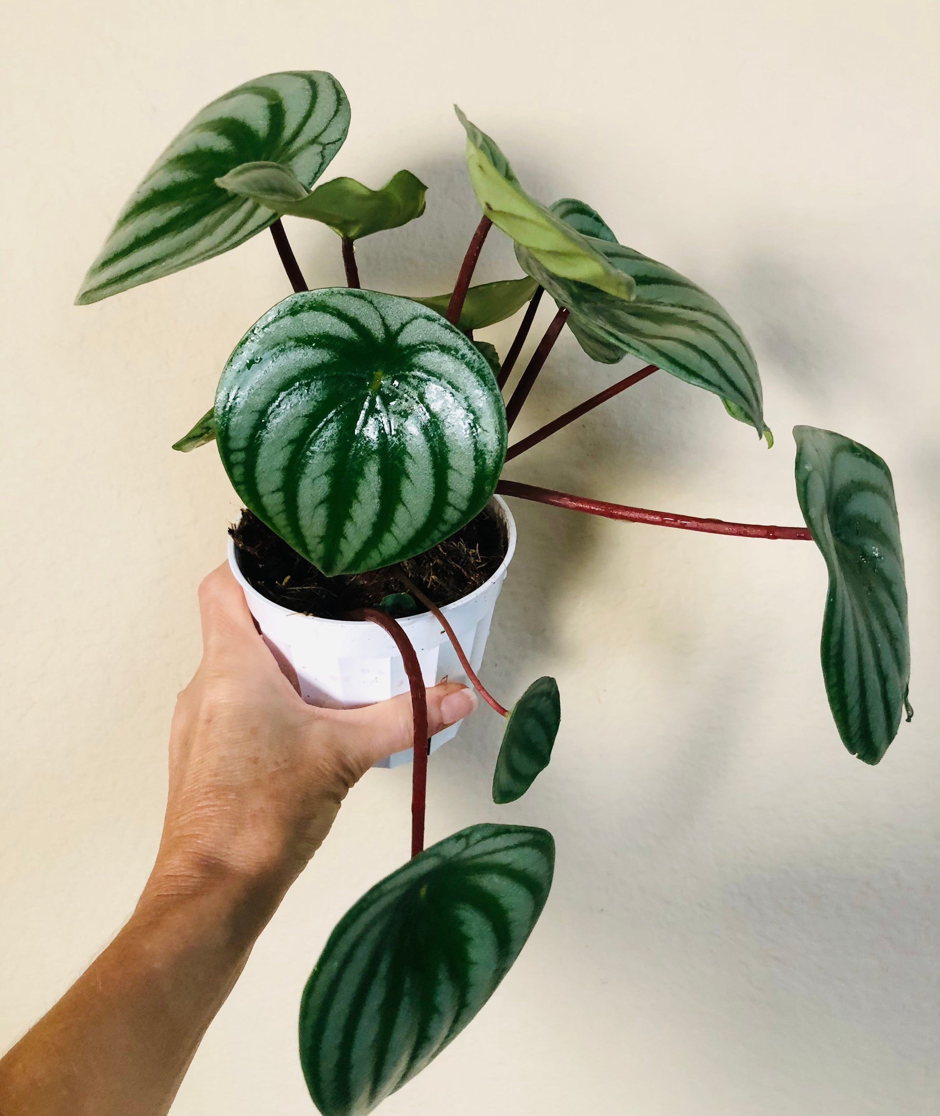 Peperomia 'Watermelon'