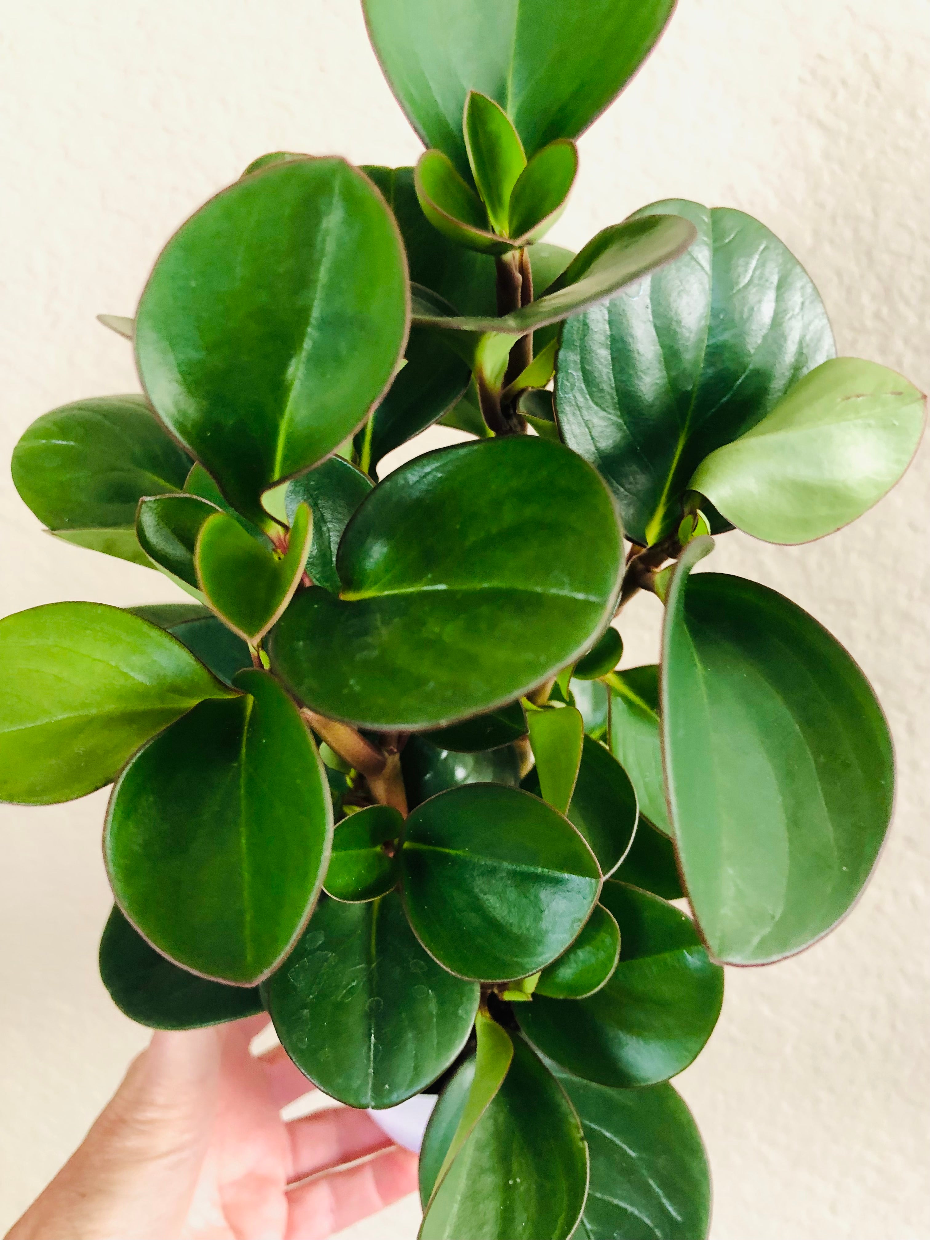 Peperomia 'Red Margin'