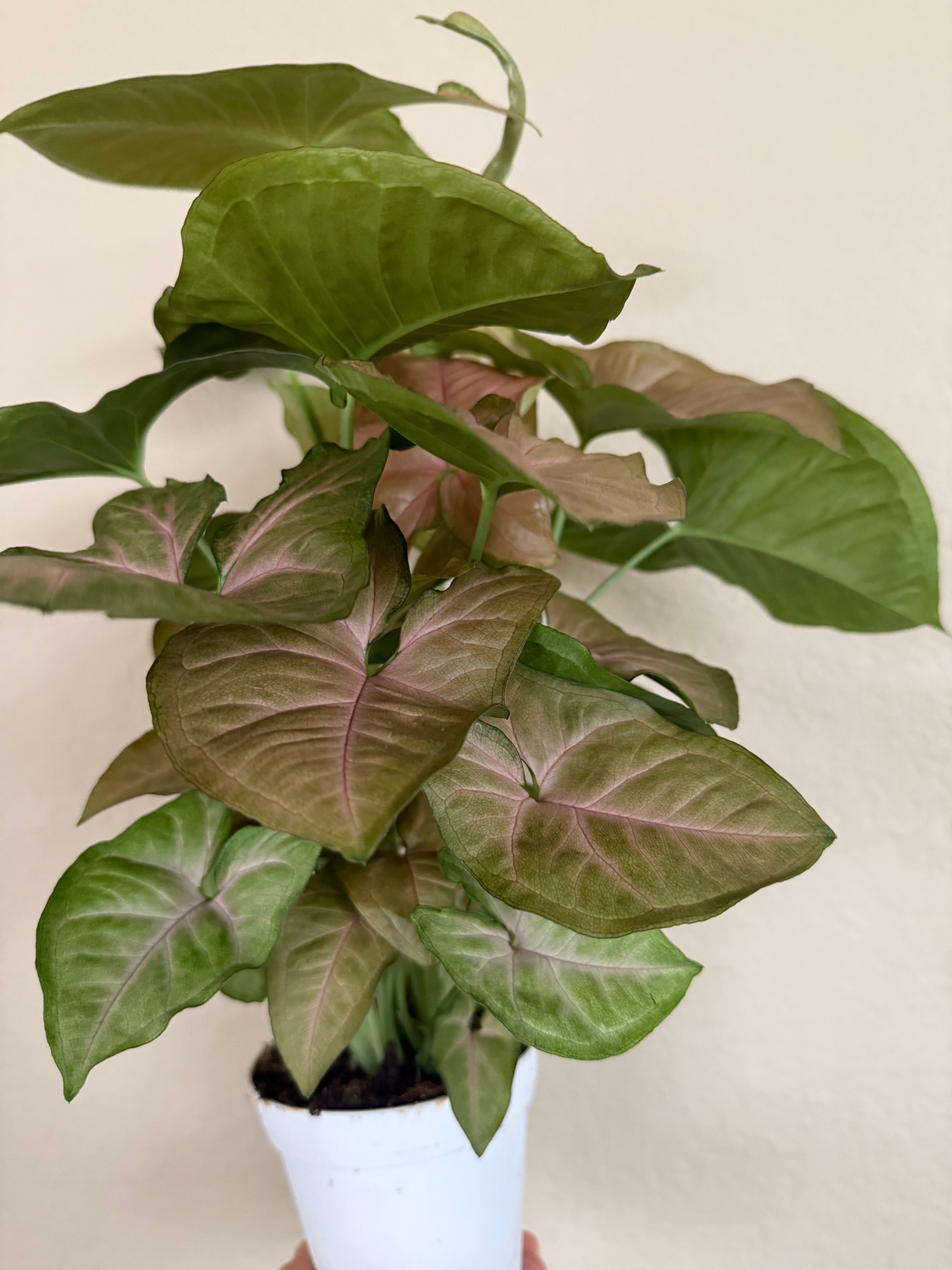 Syngonium 'Pink'