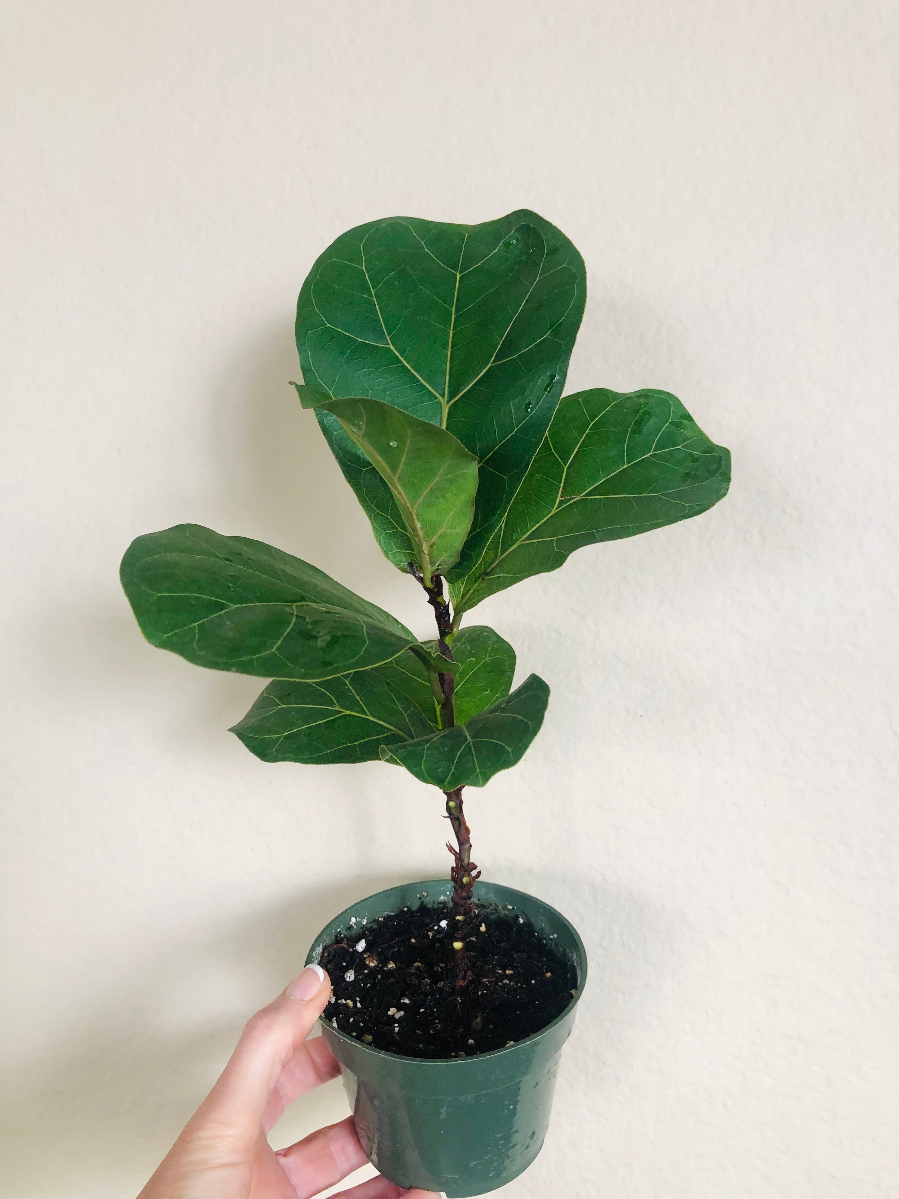 Ficus Lyrata 'Bambino'