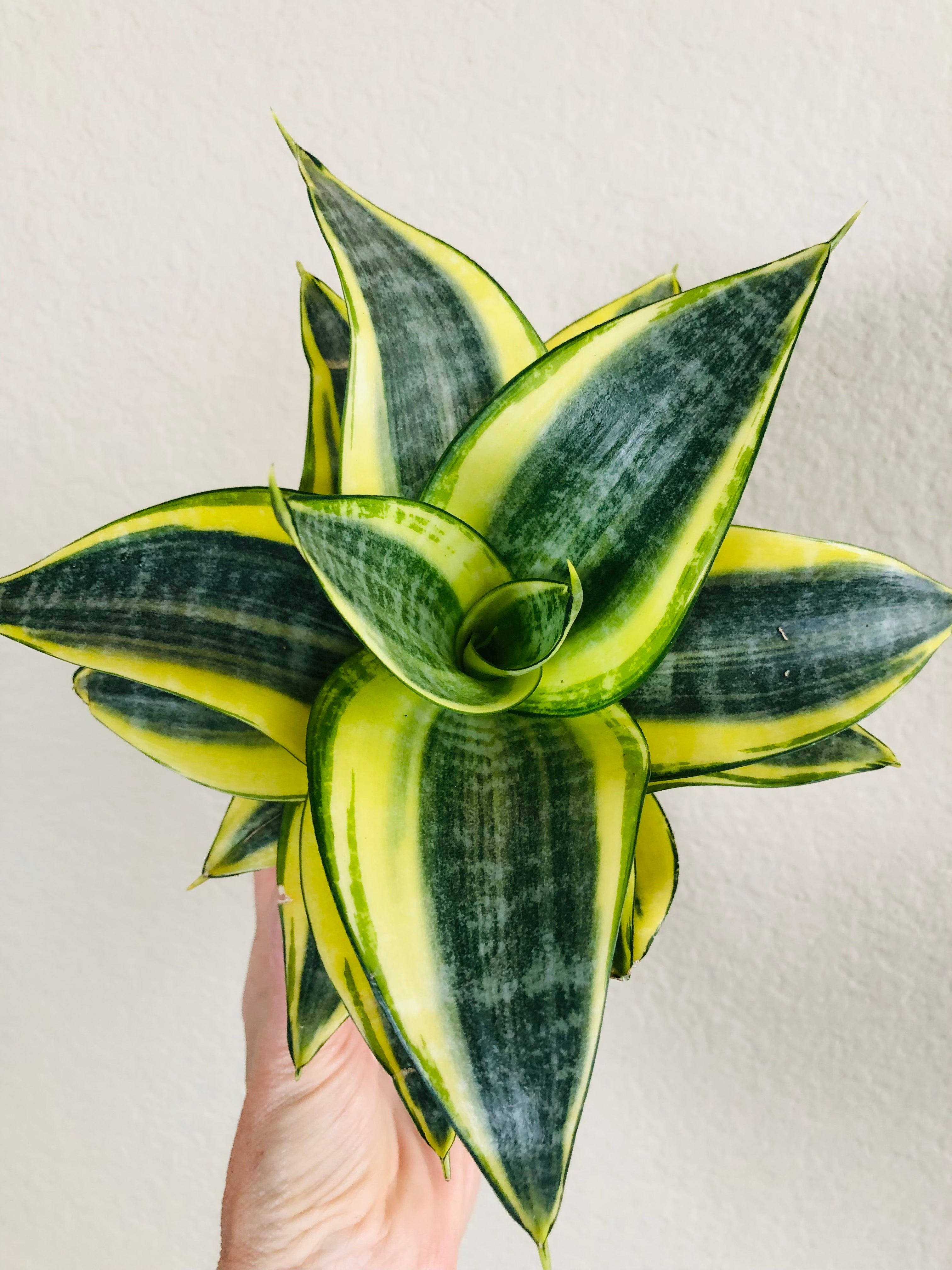 Sansevieria Hahnii ‘Gold Star’