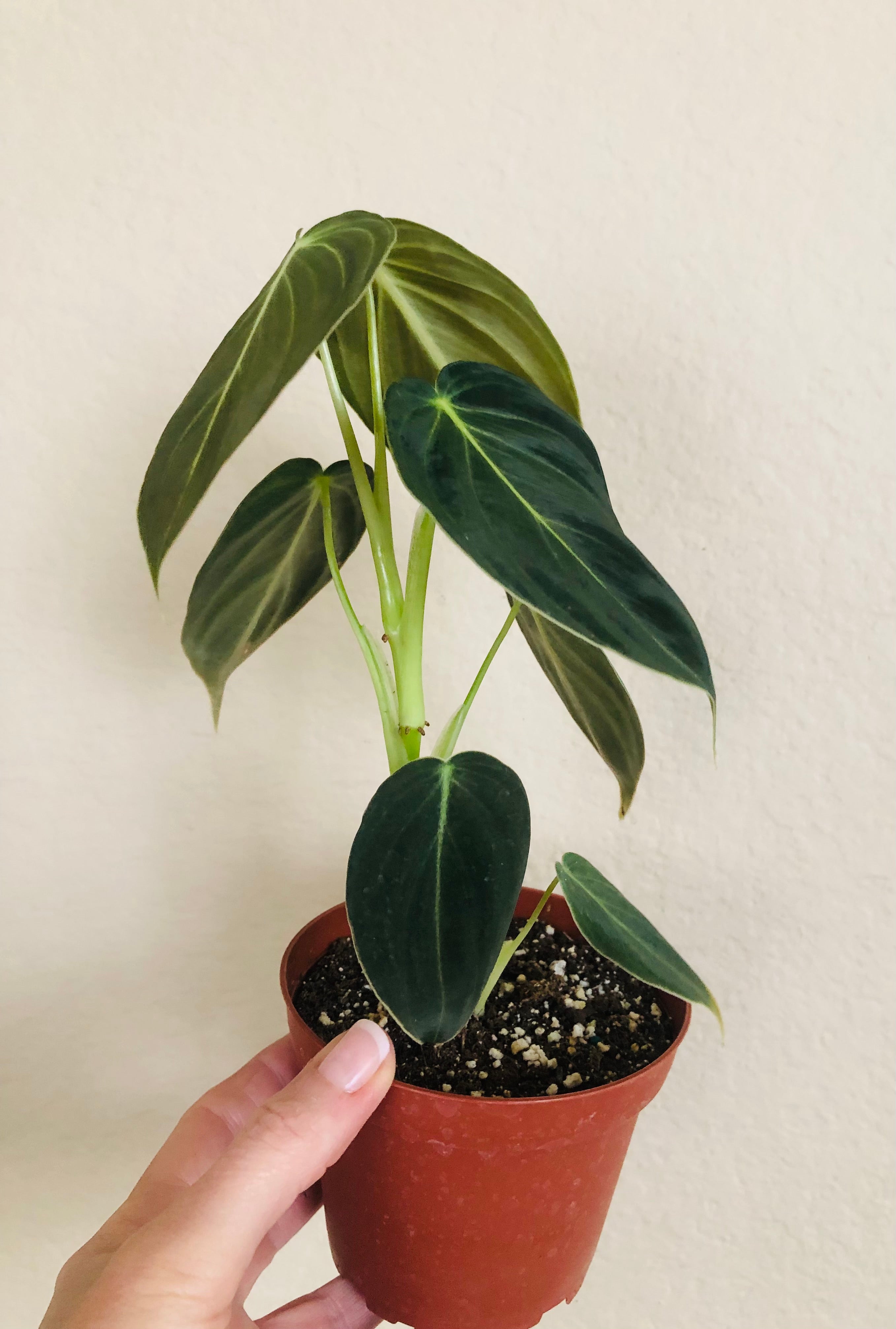 Philodendron Melanochrysum