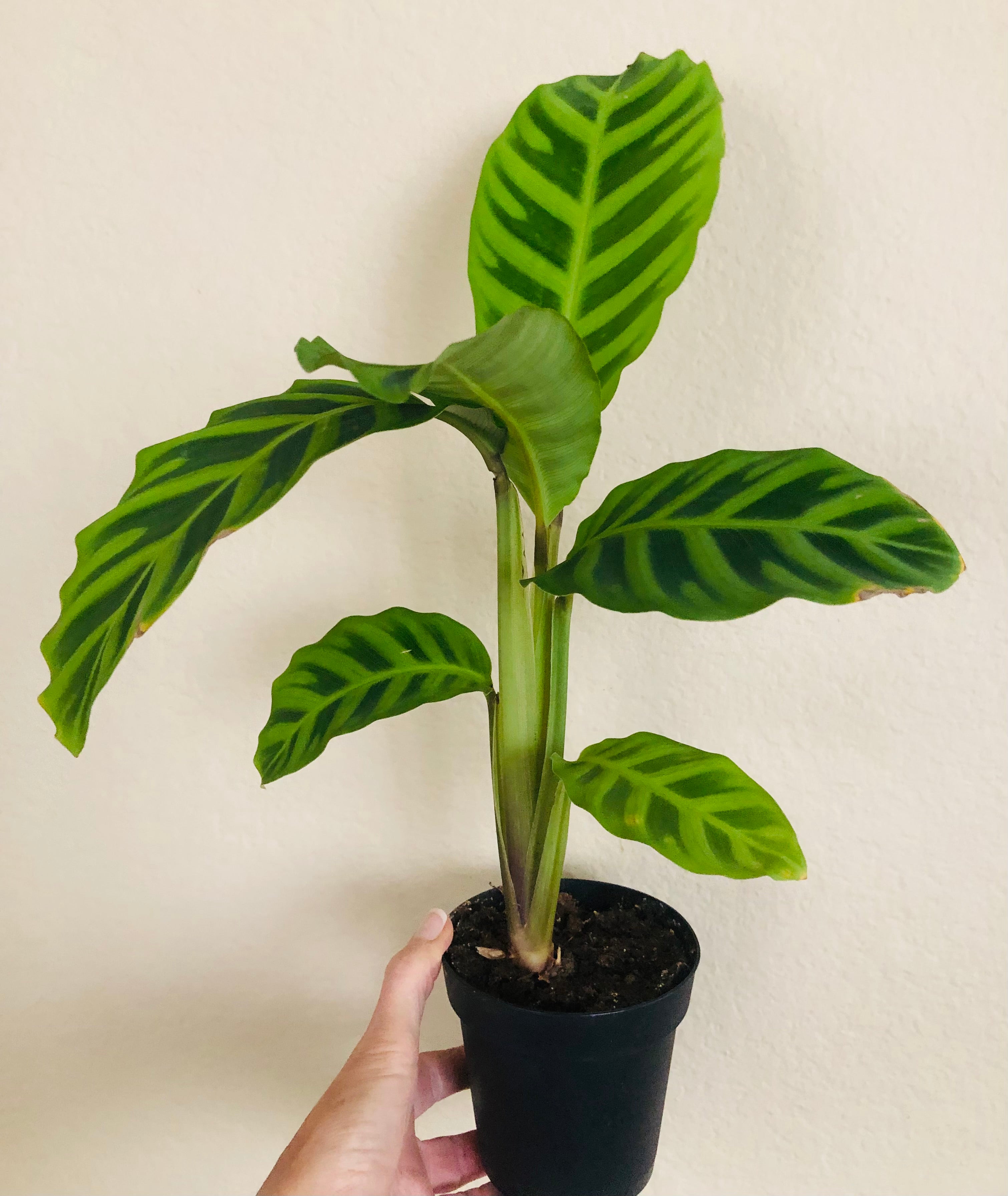 Calathea 'Zebrina'