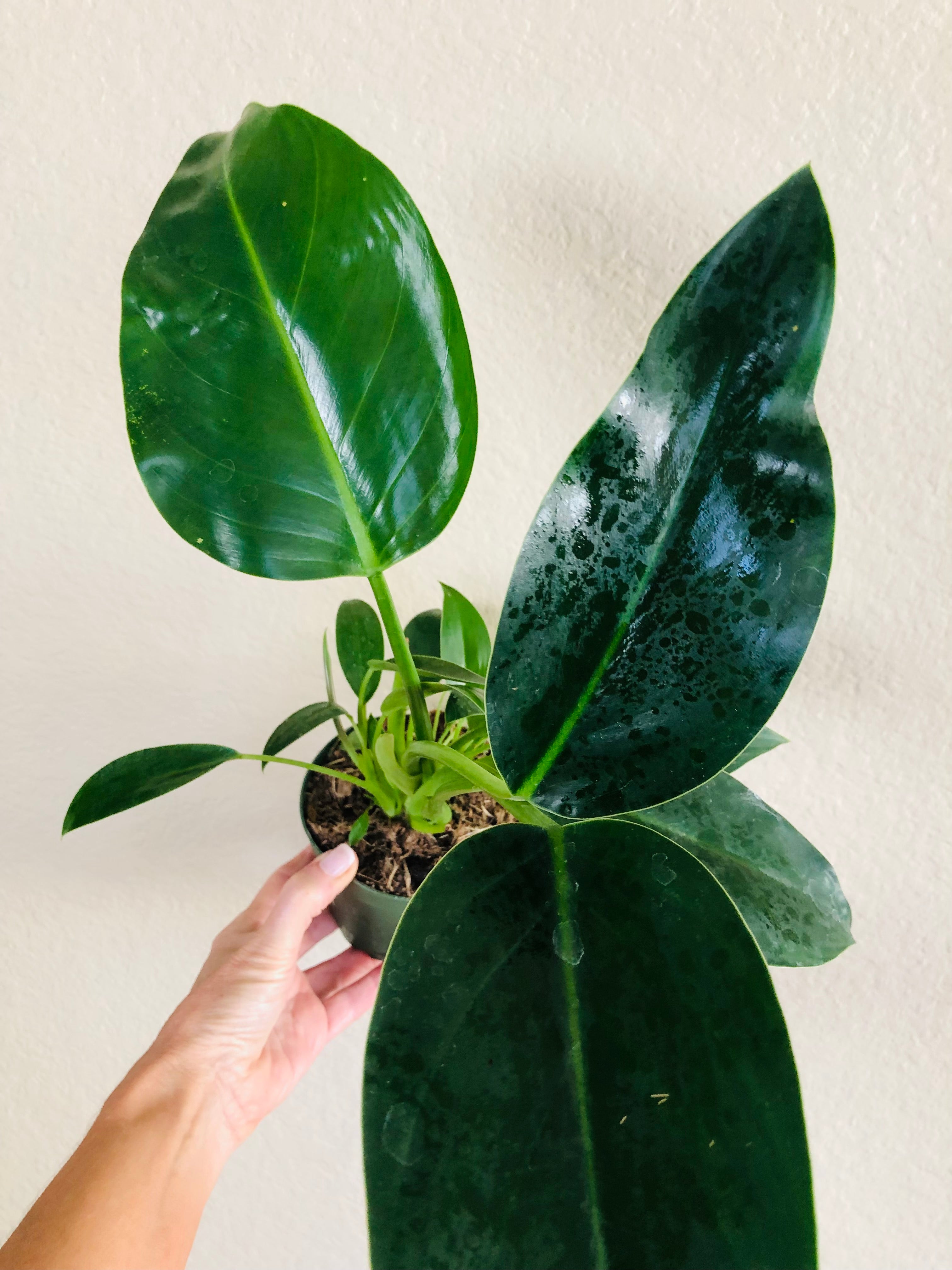 Philodendron 'Green Congo'