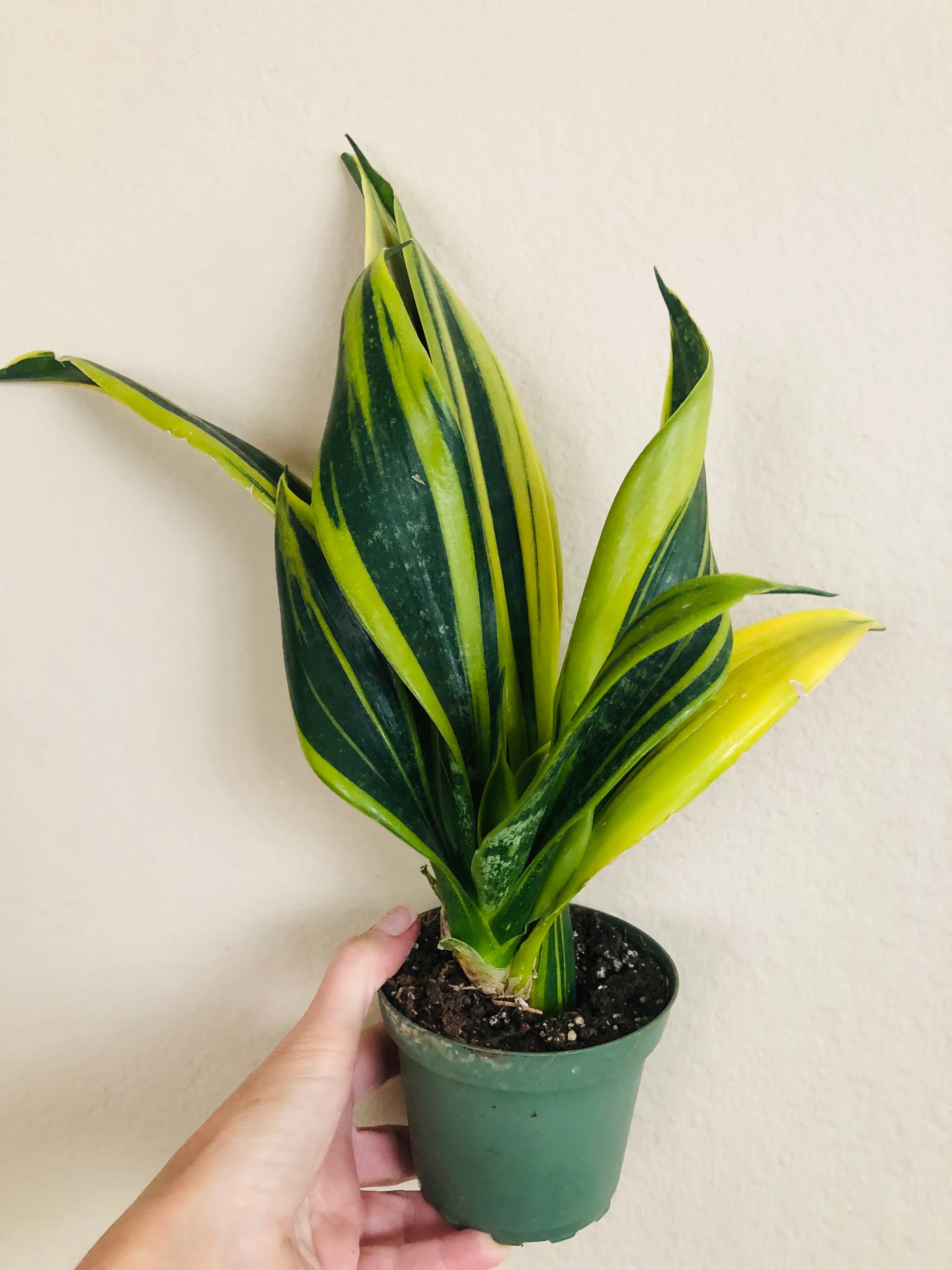 Sansevieria 'Flame'