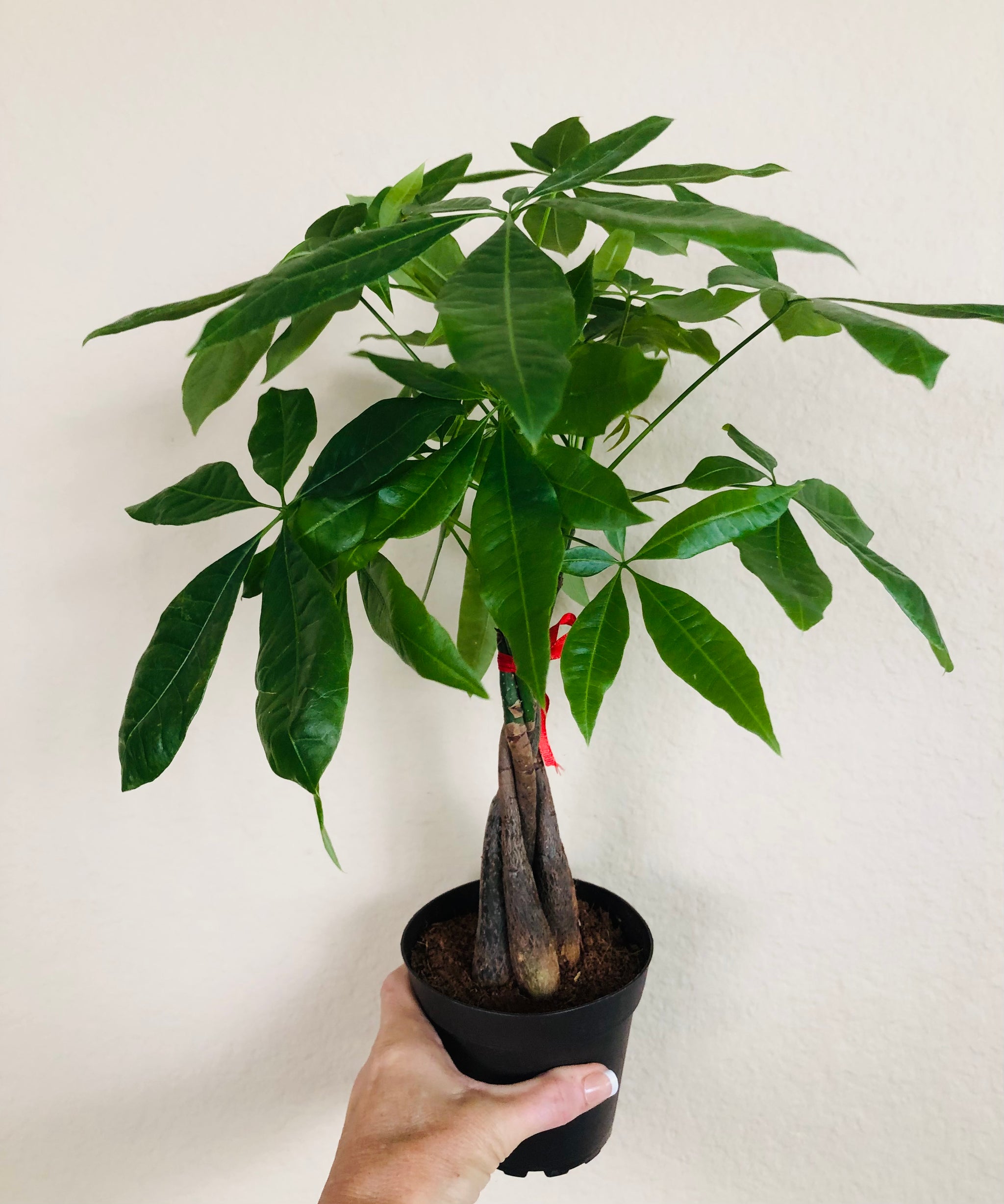 Pachira Braid 'Money Tree'