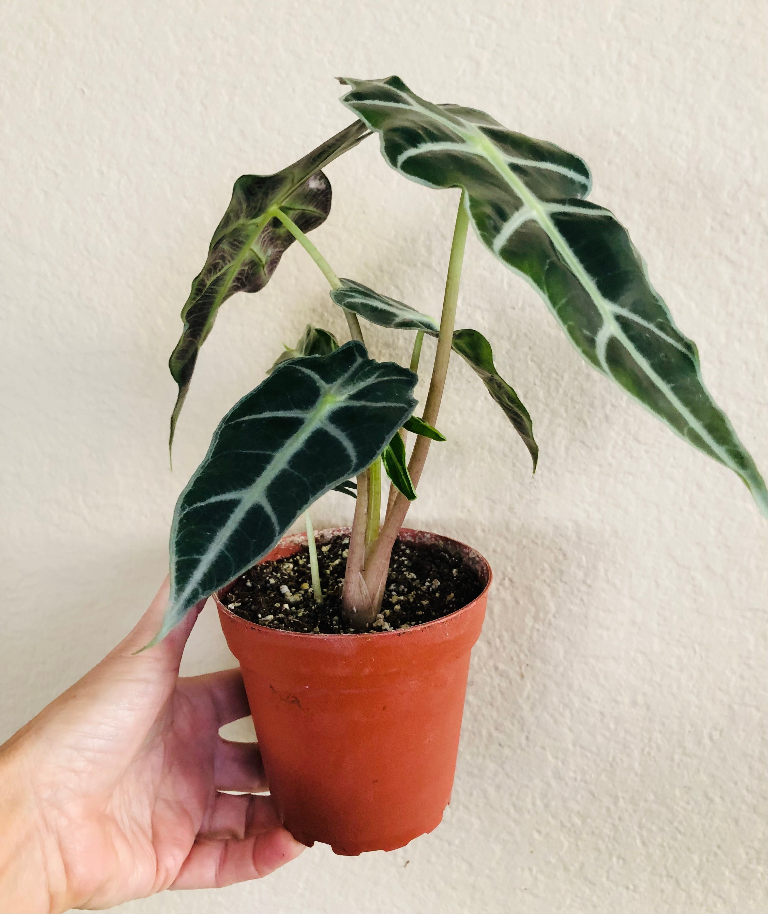 Alocasia Polly 'African Mask'