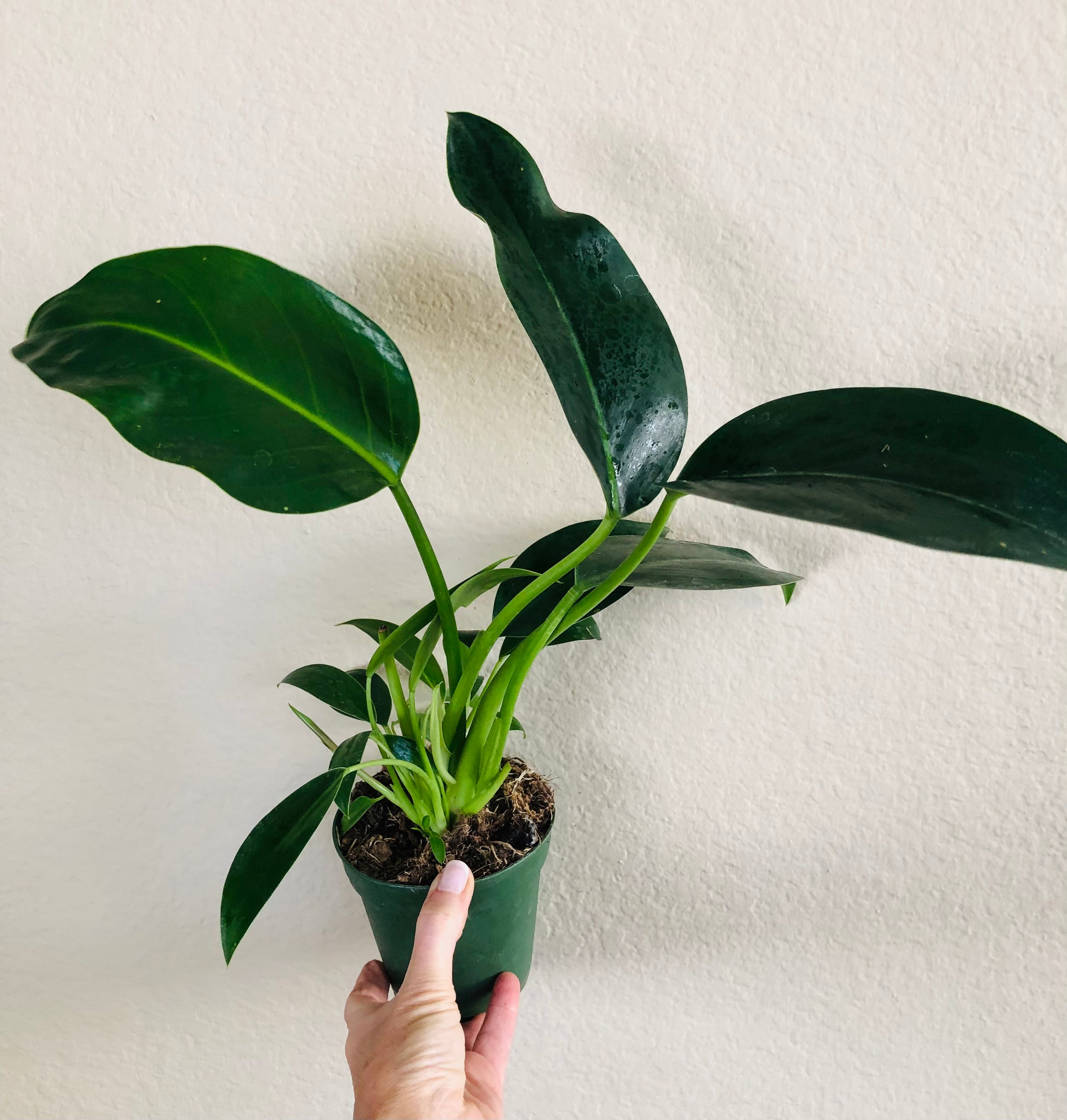 Philodendron 'Green Congo'