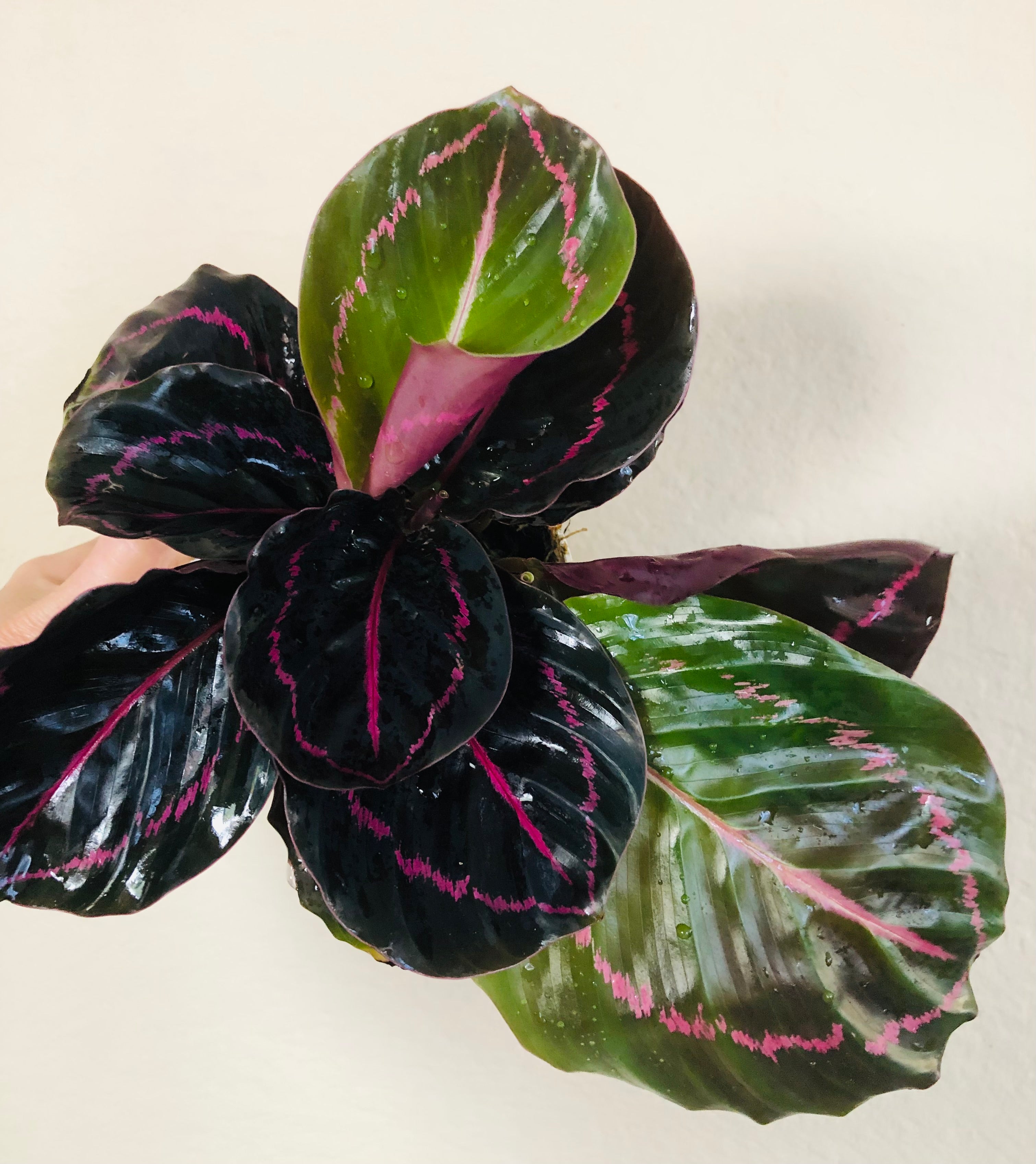 Calathea Roseopicta 'Dottie'