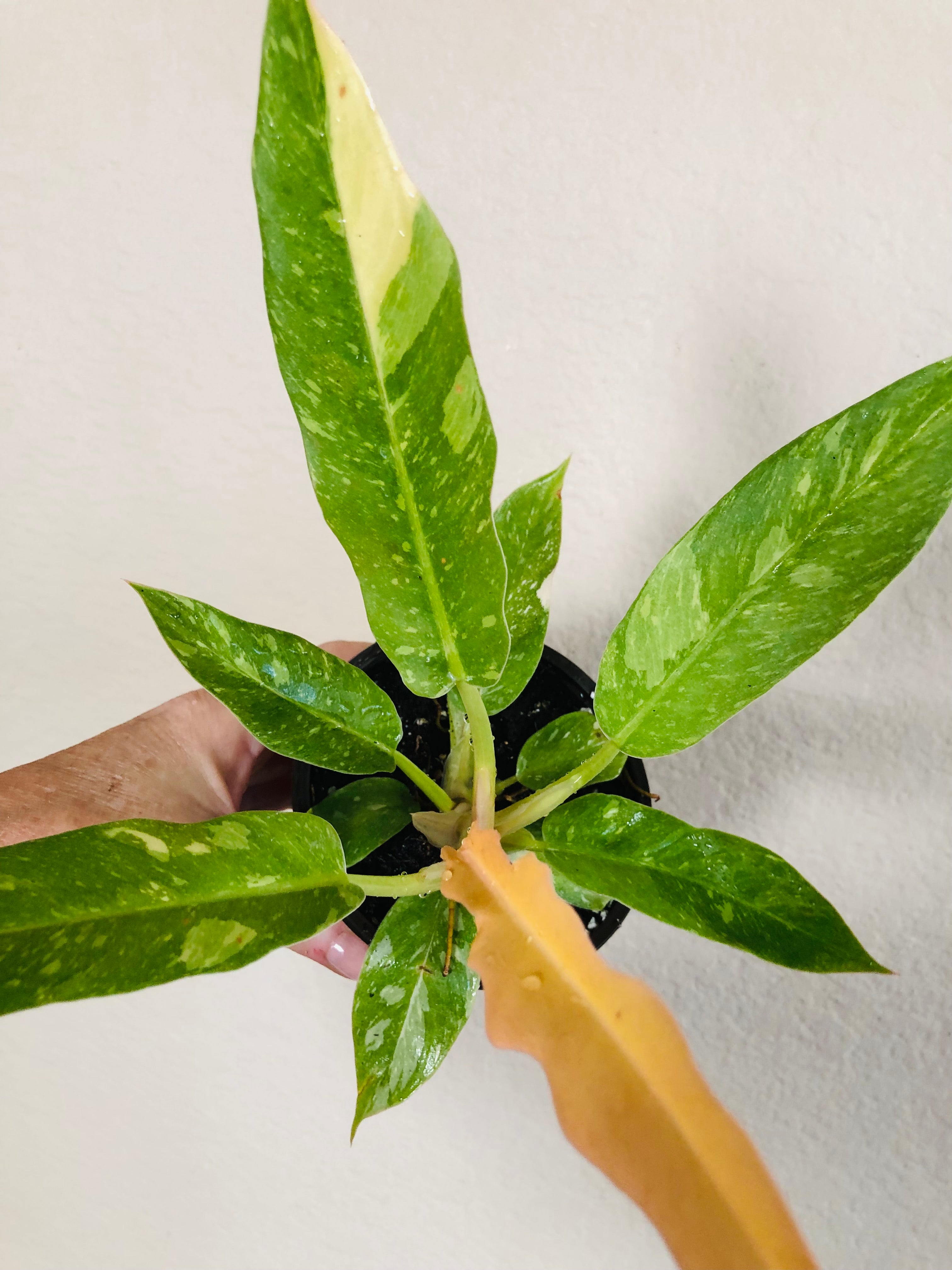 Philodendron 'Ring of Fire'