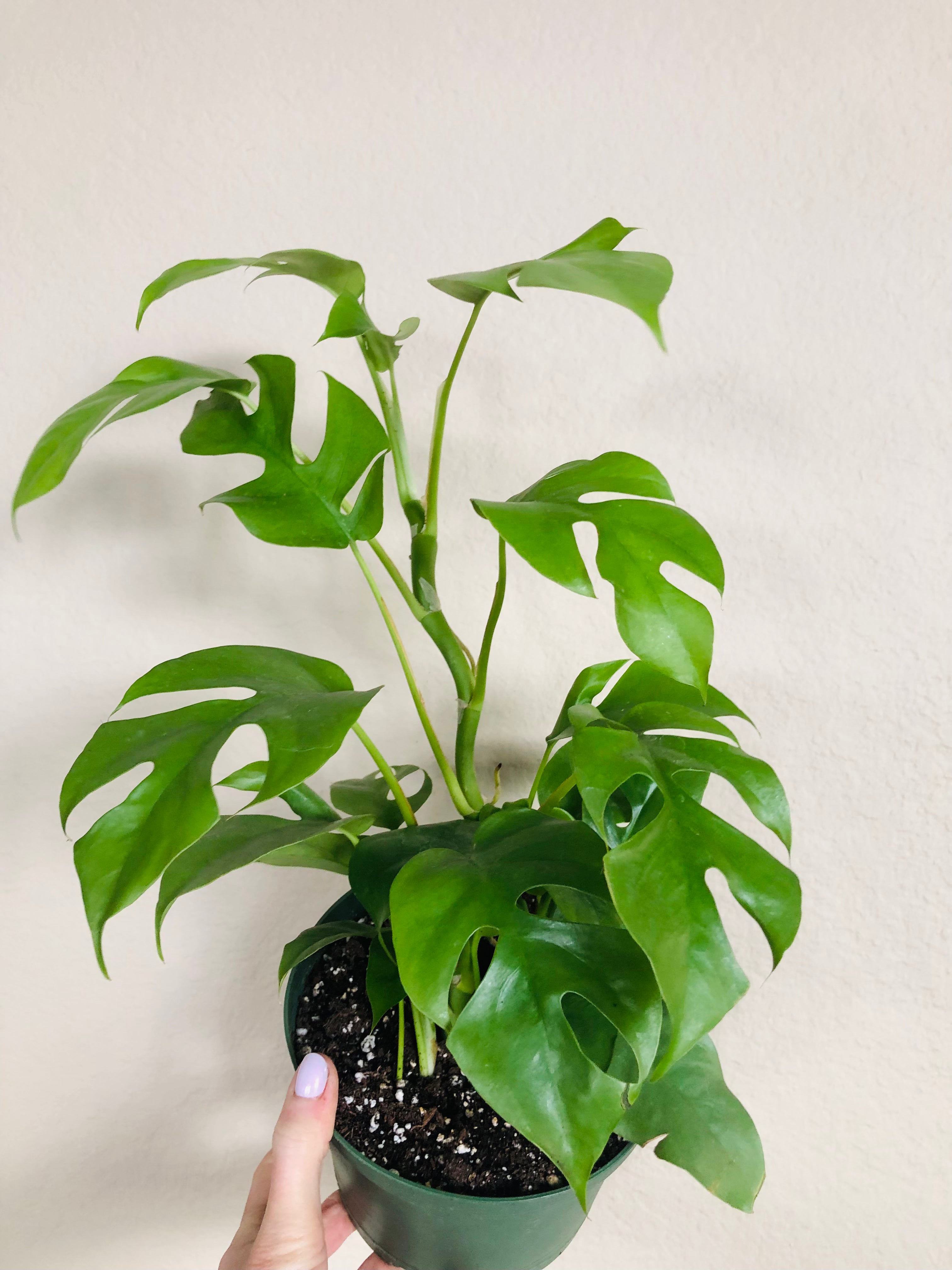 Rhaphidophora Tetrasperma ‘Mini Monstera’
