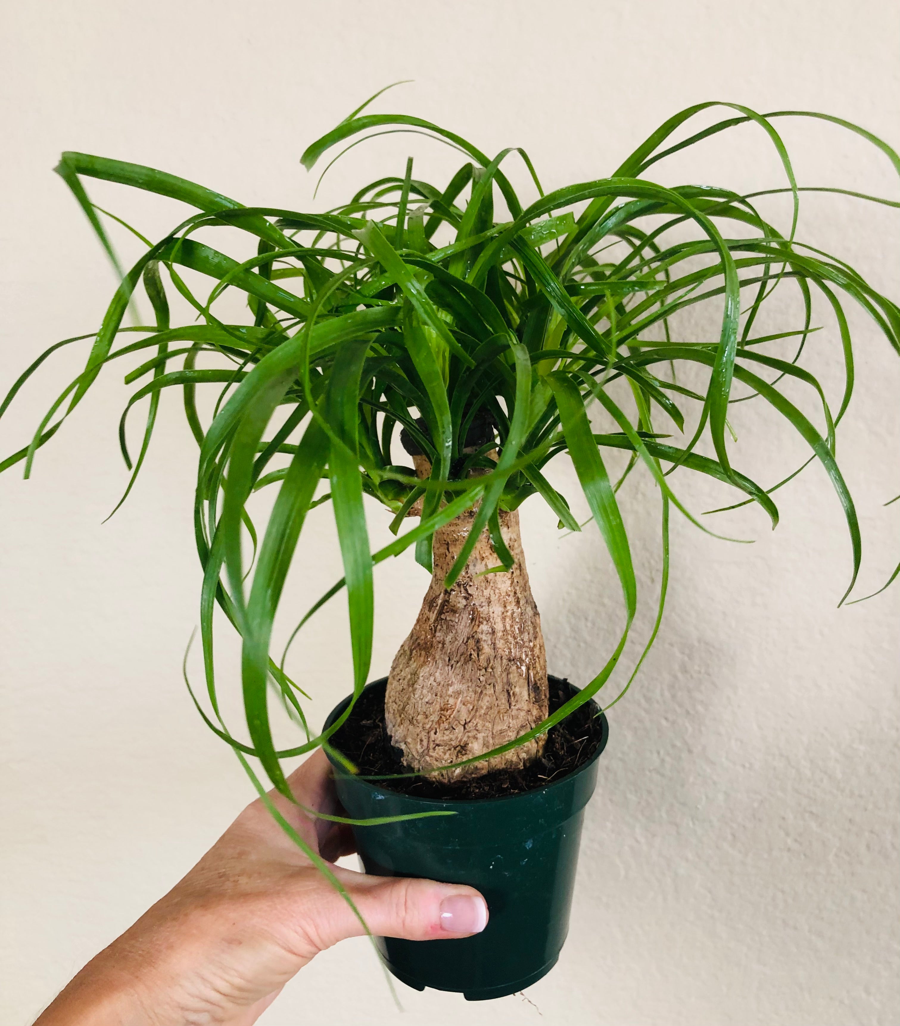 Ponytail Palm