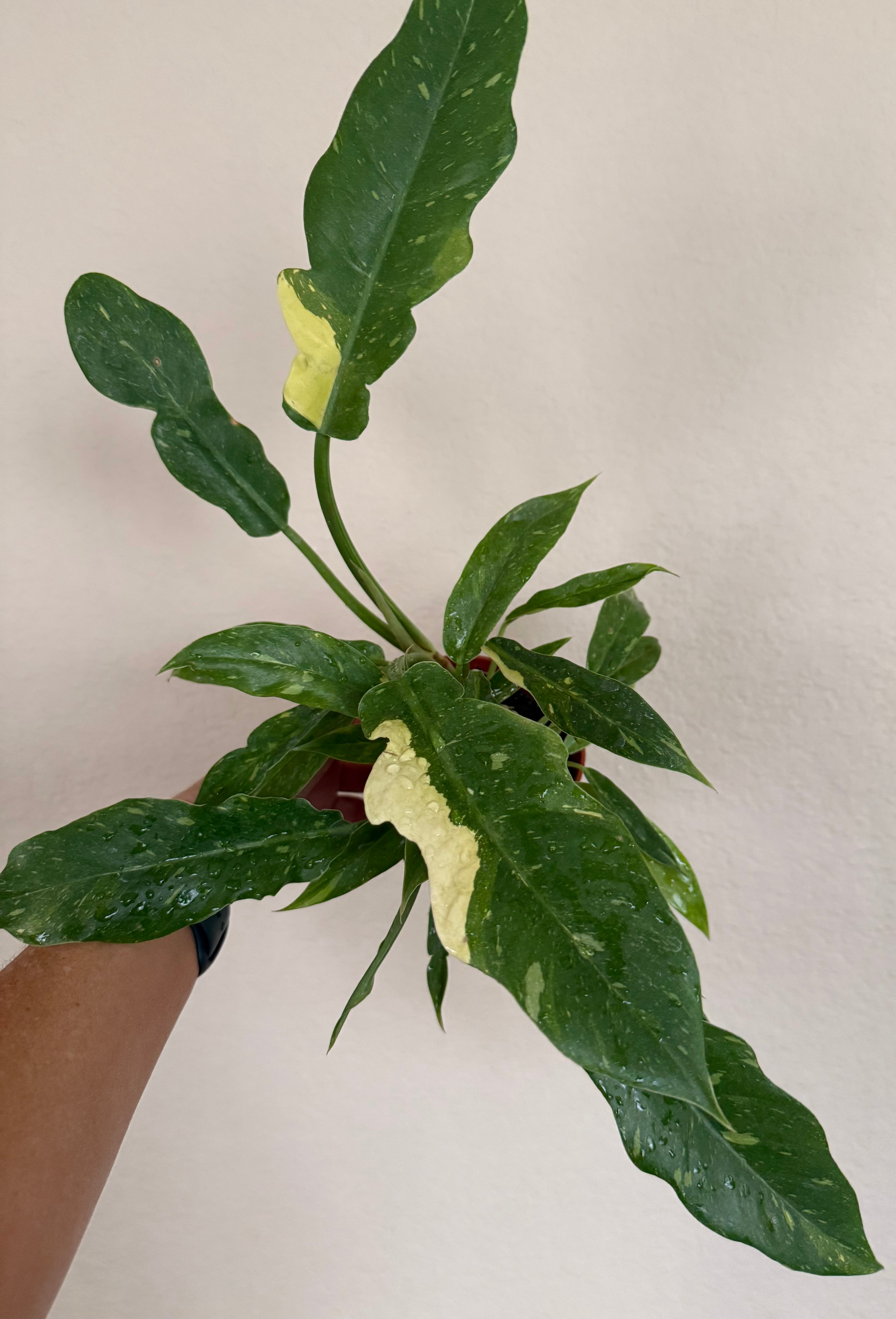 Philodendron 'Ring of Fire'