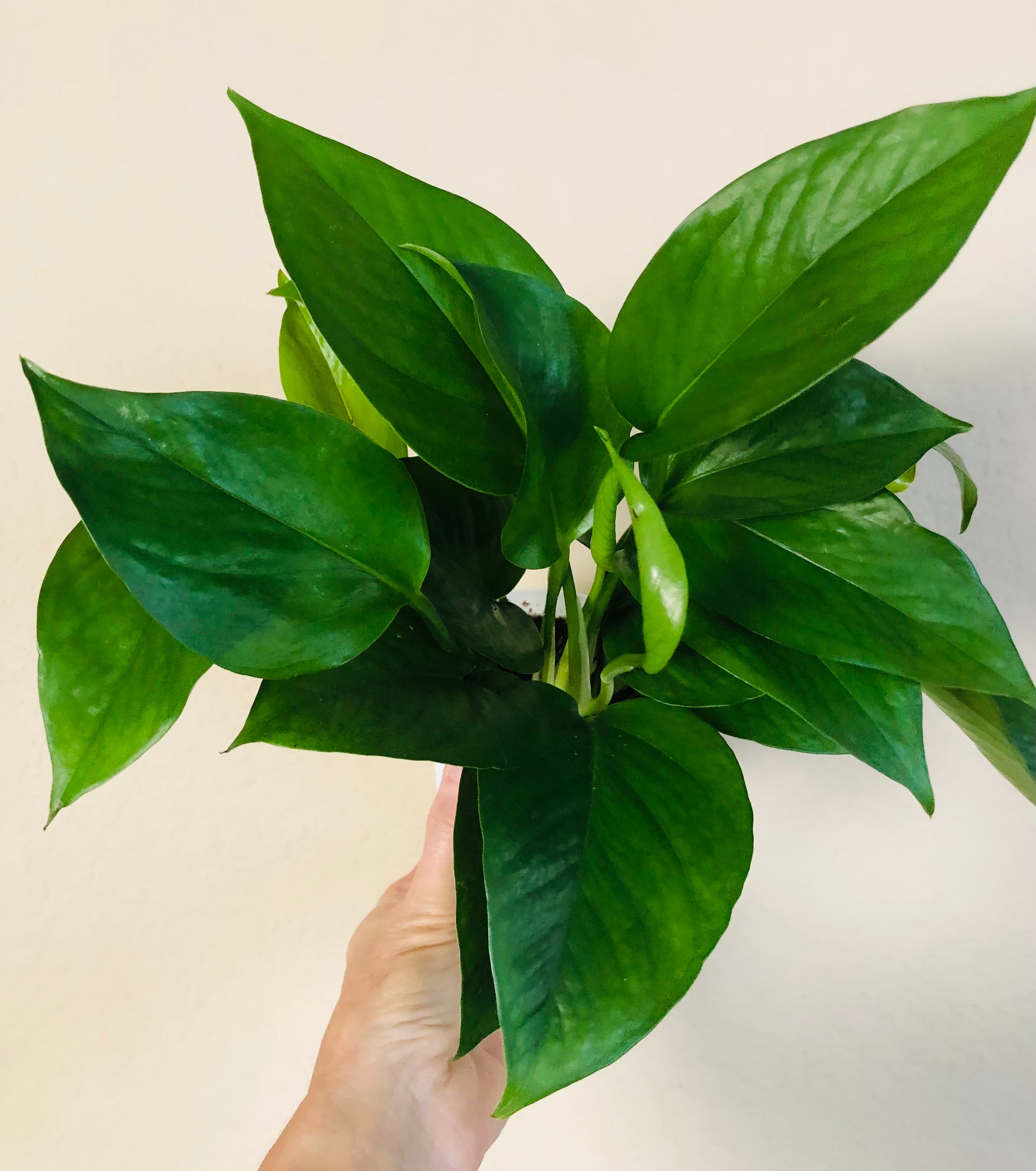 Pothos 'Jade'