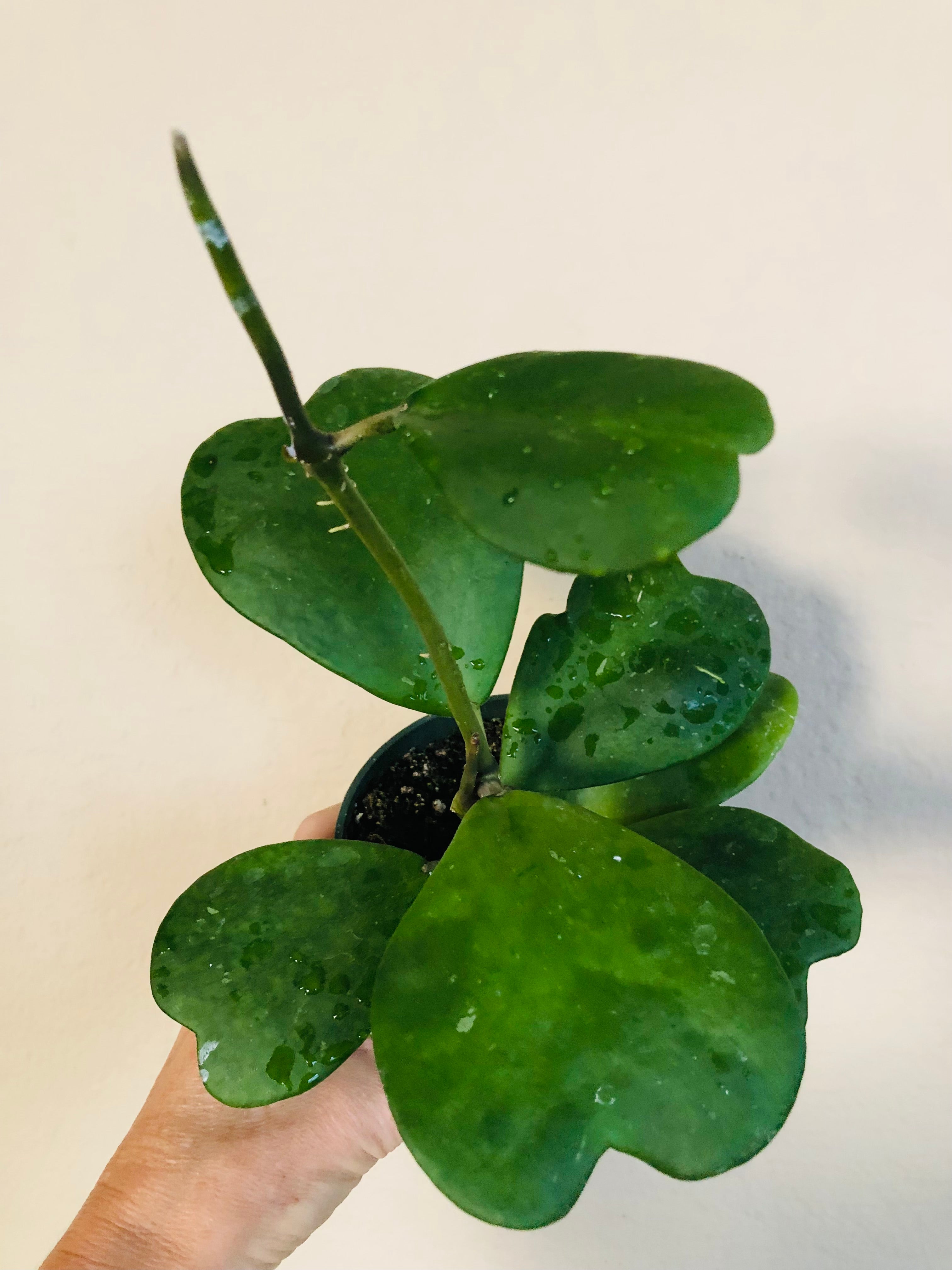 Hoya Kerrii Vine