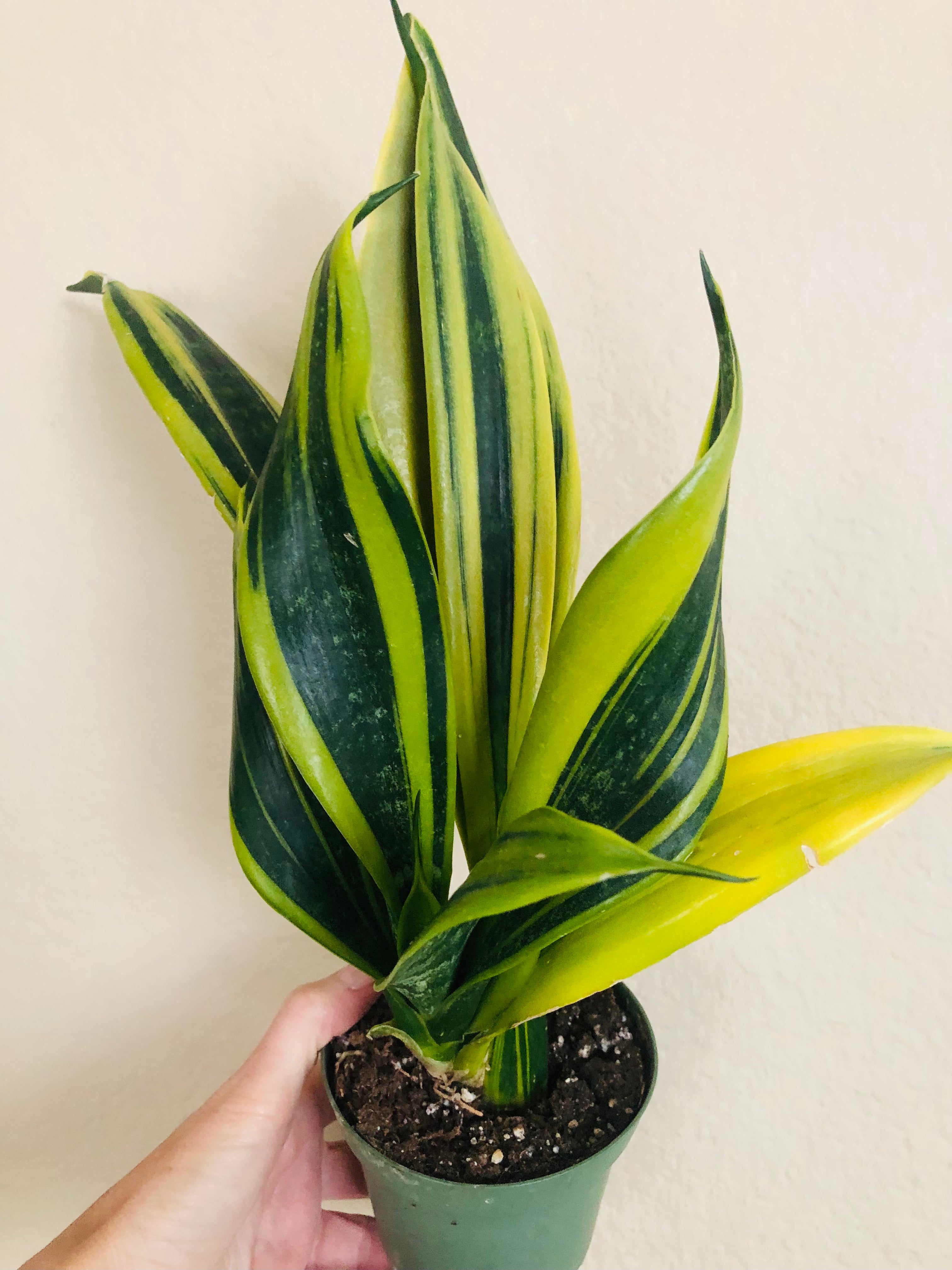 Sansevieria 'Flame'