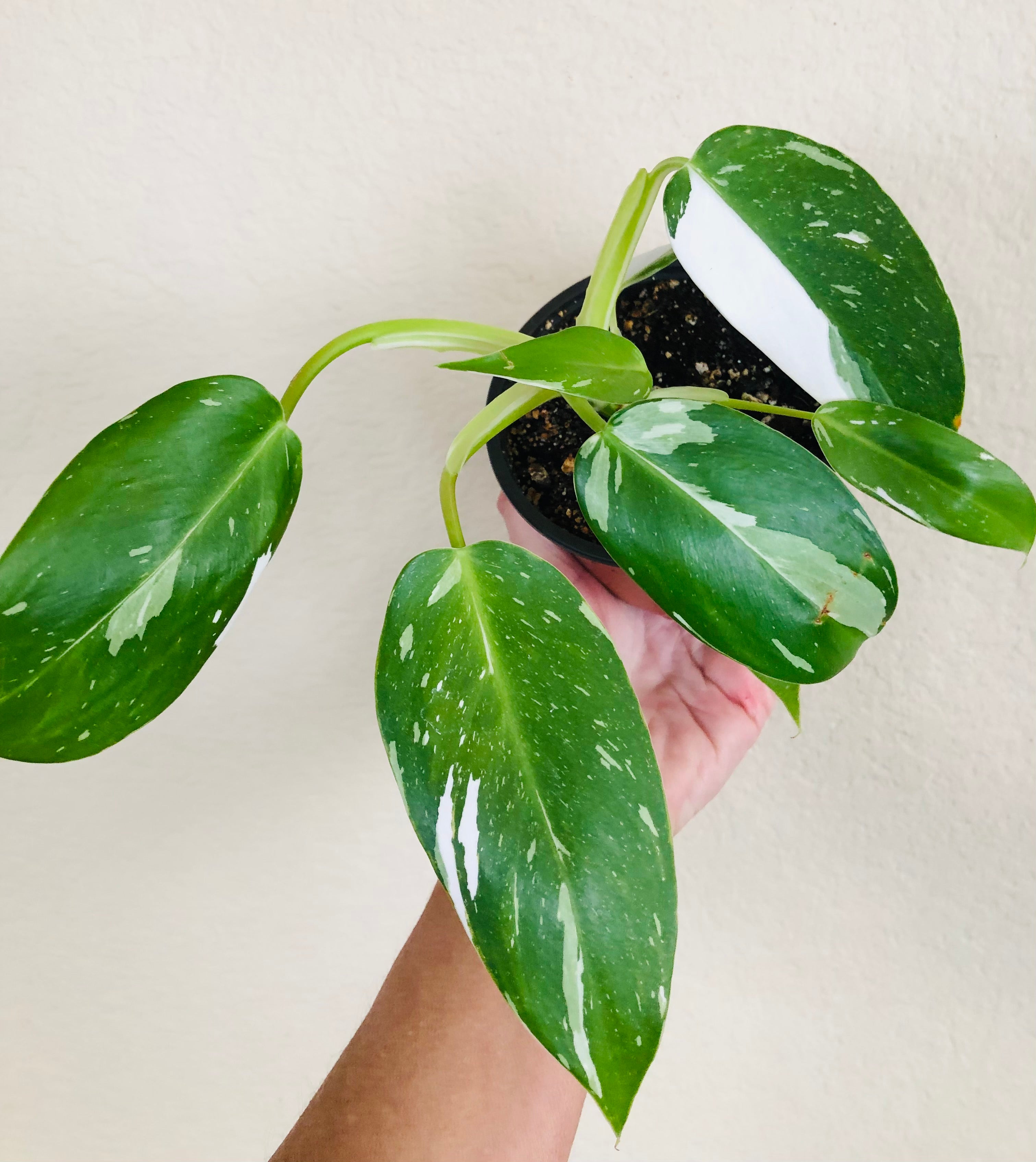 Philodendron 'White Wizard'