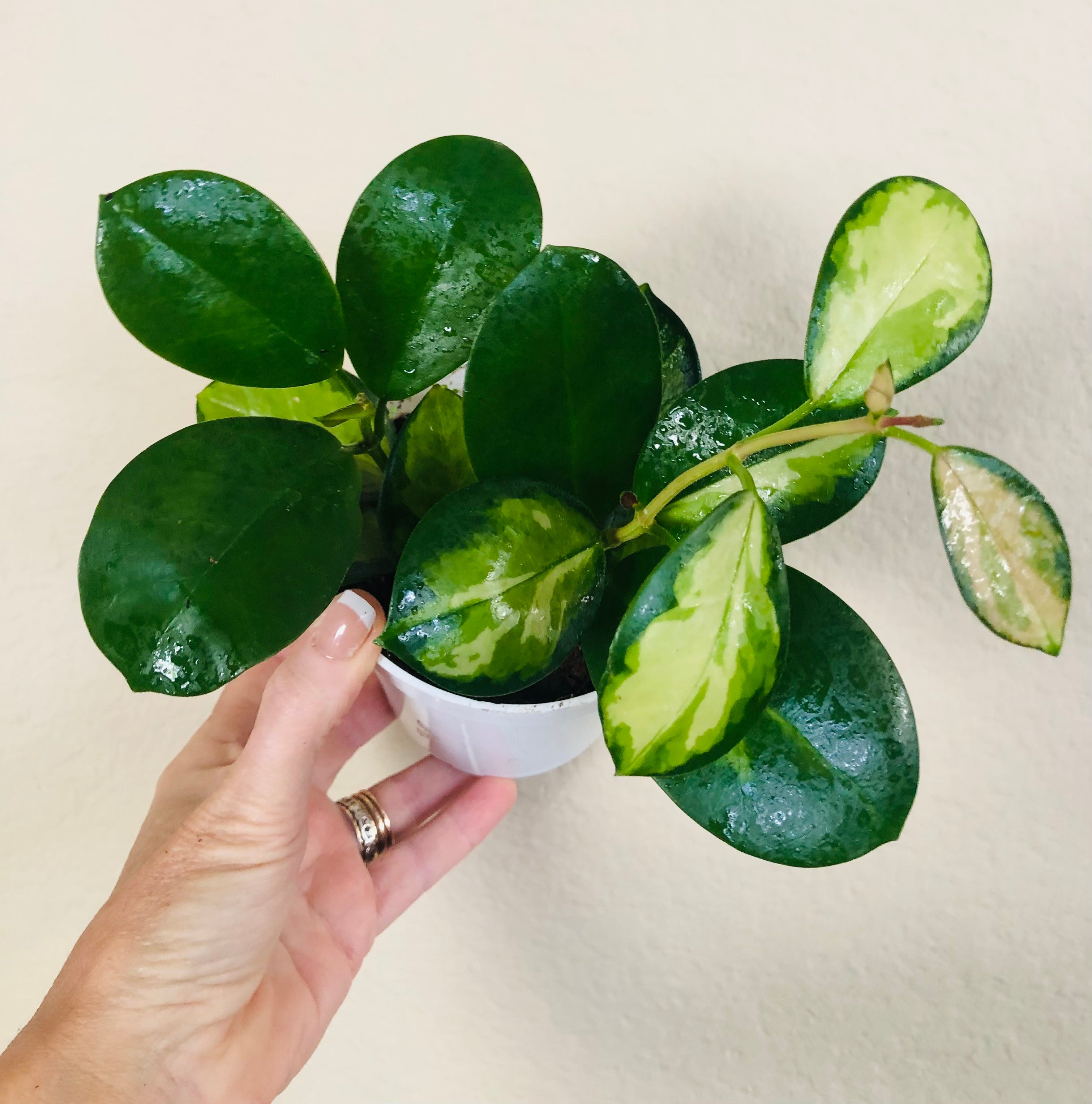 Hoya Australis Lisa