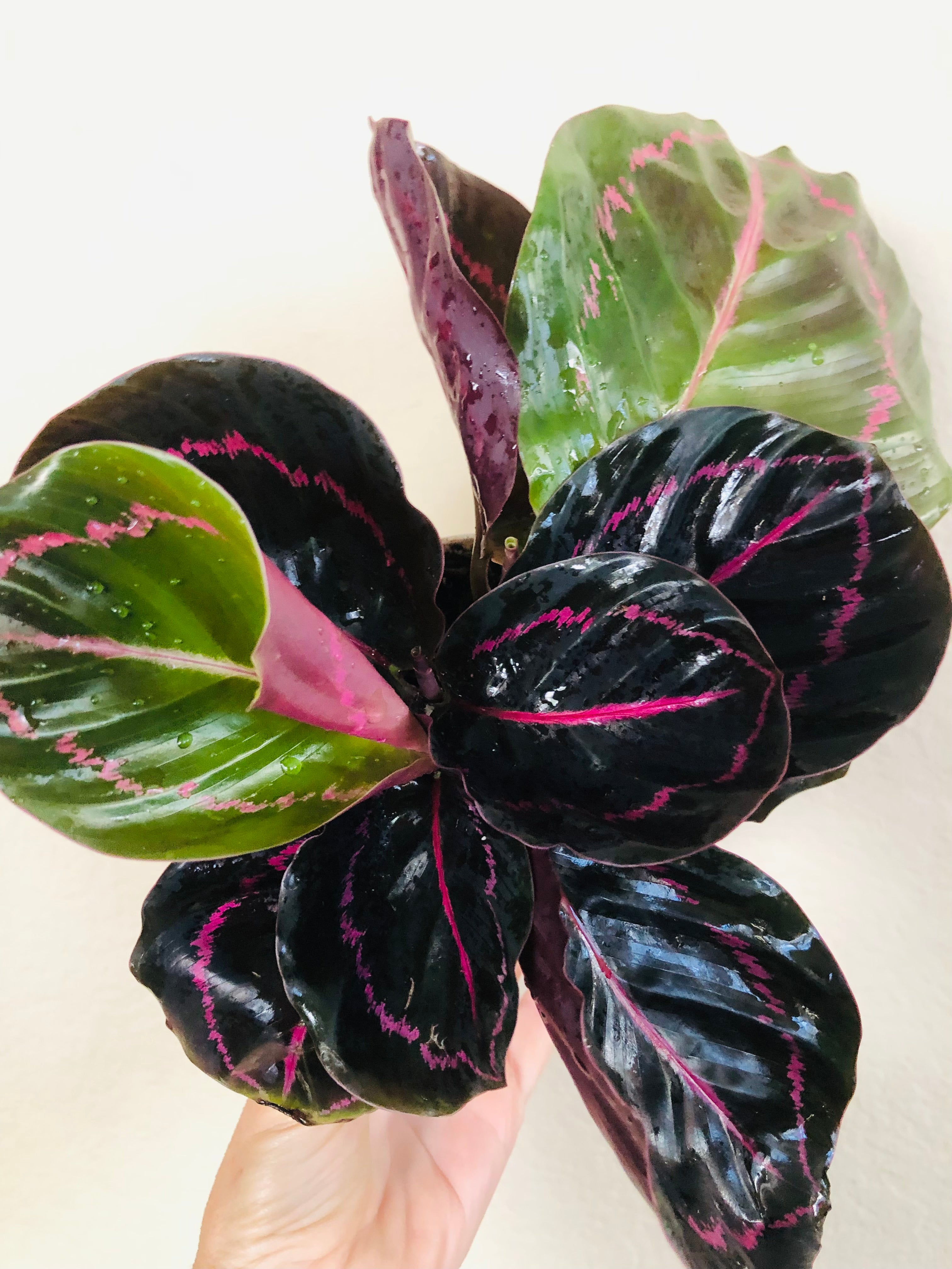 Calathea Roseopicta 'Dottie'