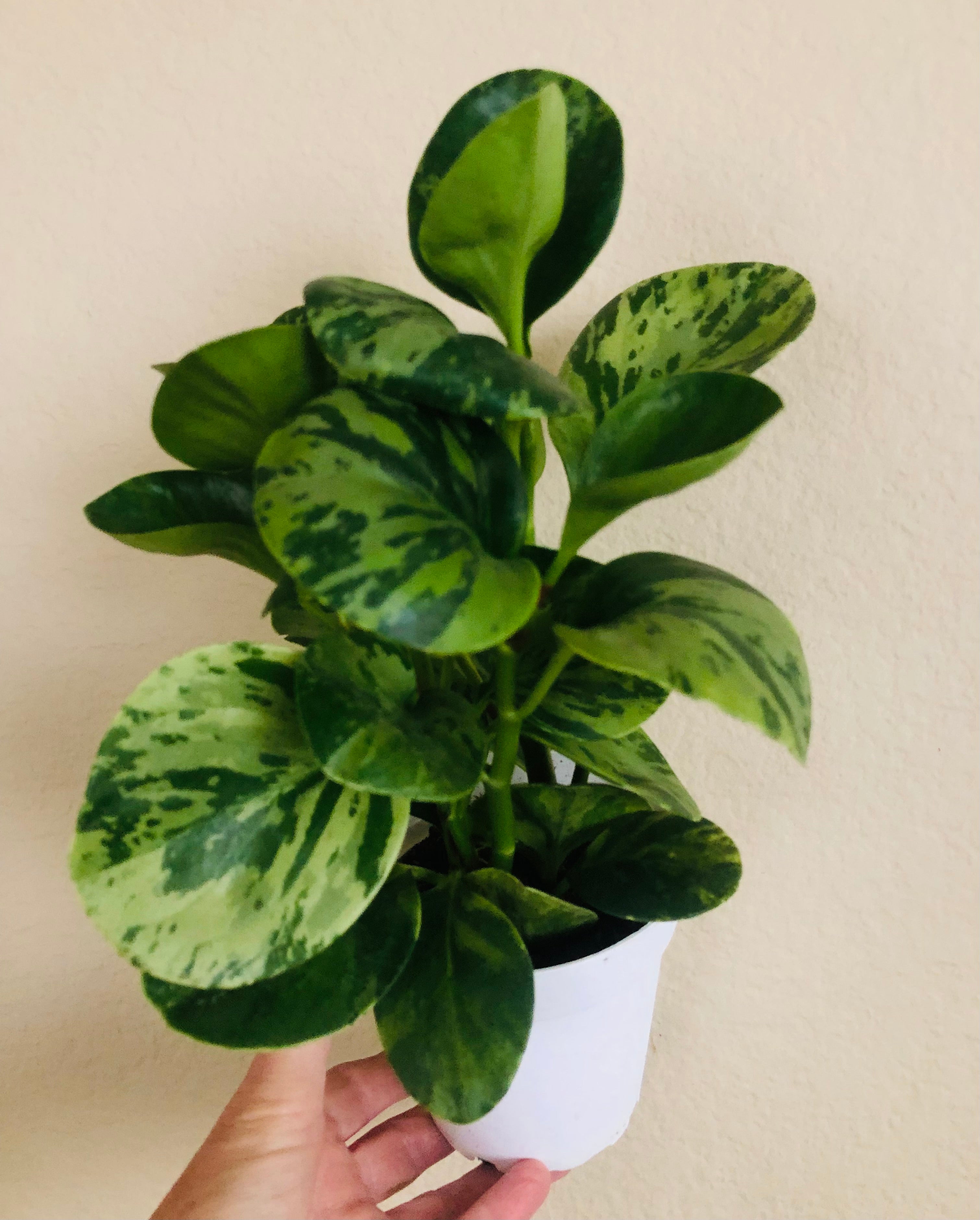 Peperomia Obtusifolia 'Marble'